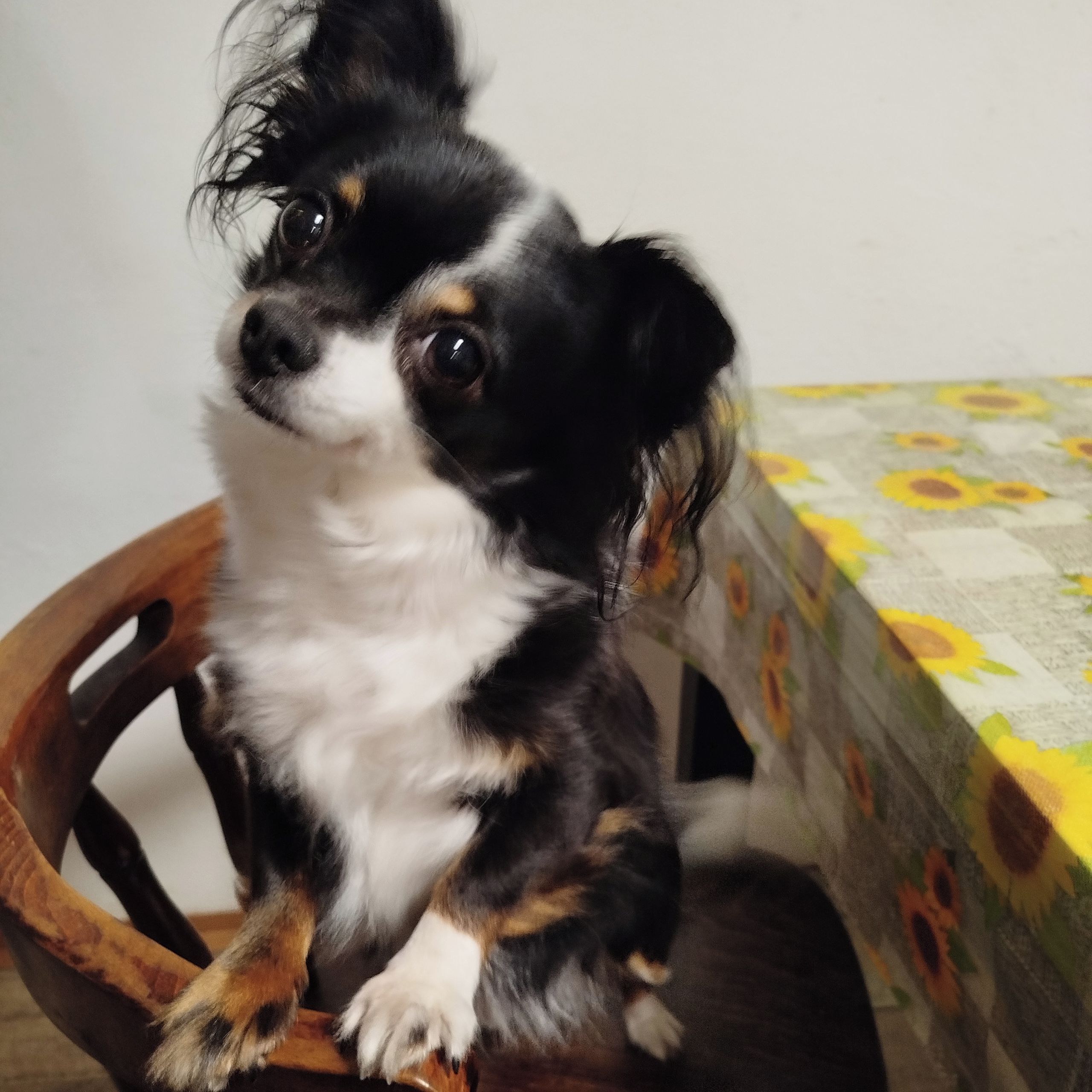 Soutěžní fotografie - Jessie,  Čivava dlouhosrstá