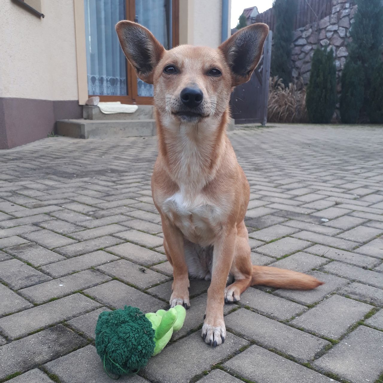 Soutěžní fotografie - ČAKY,  Ostatní