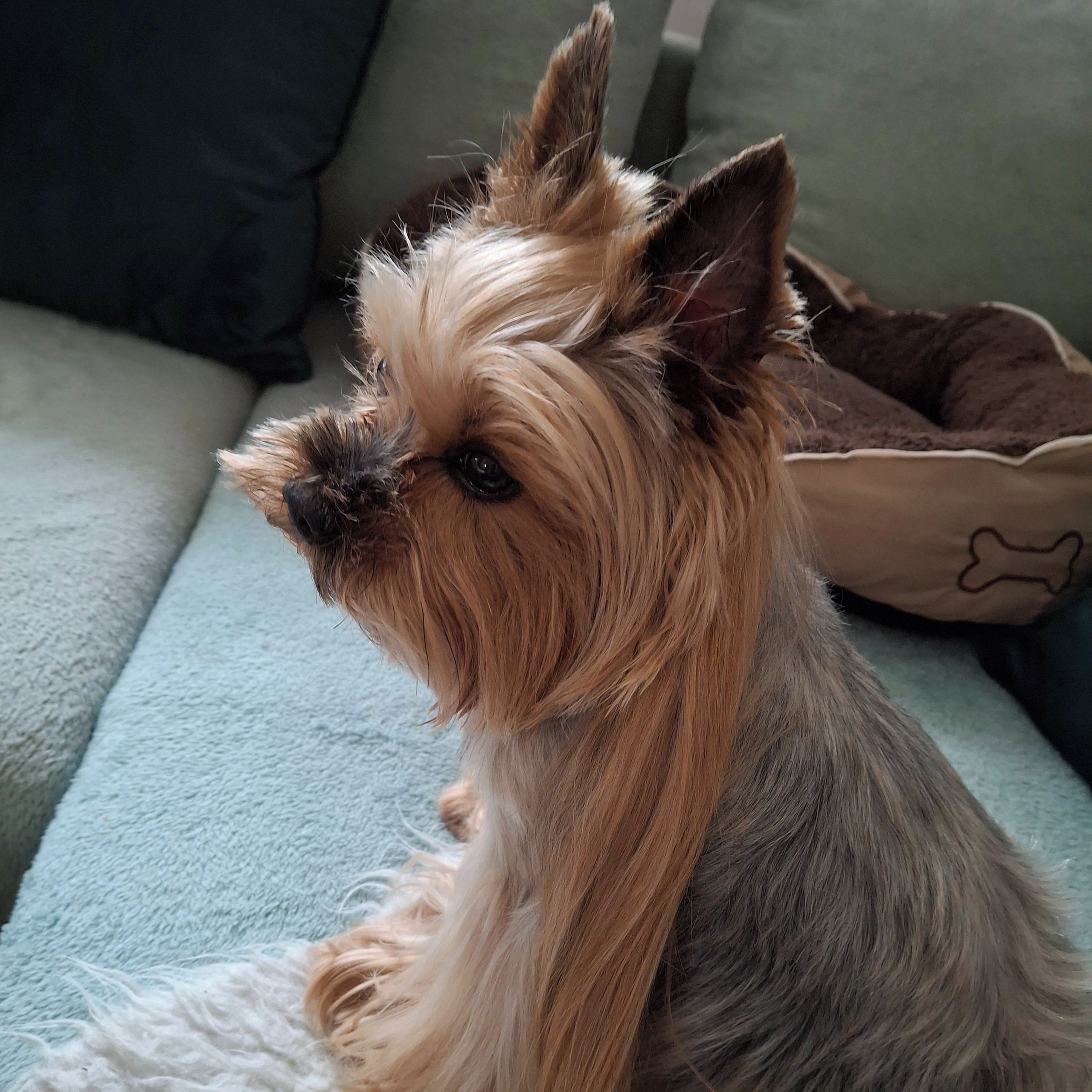 Soutěžní fotografie - Kája,  Yorkšírský terier