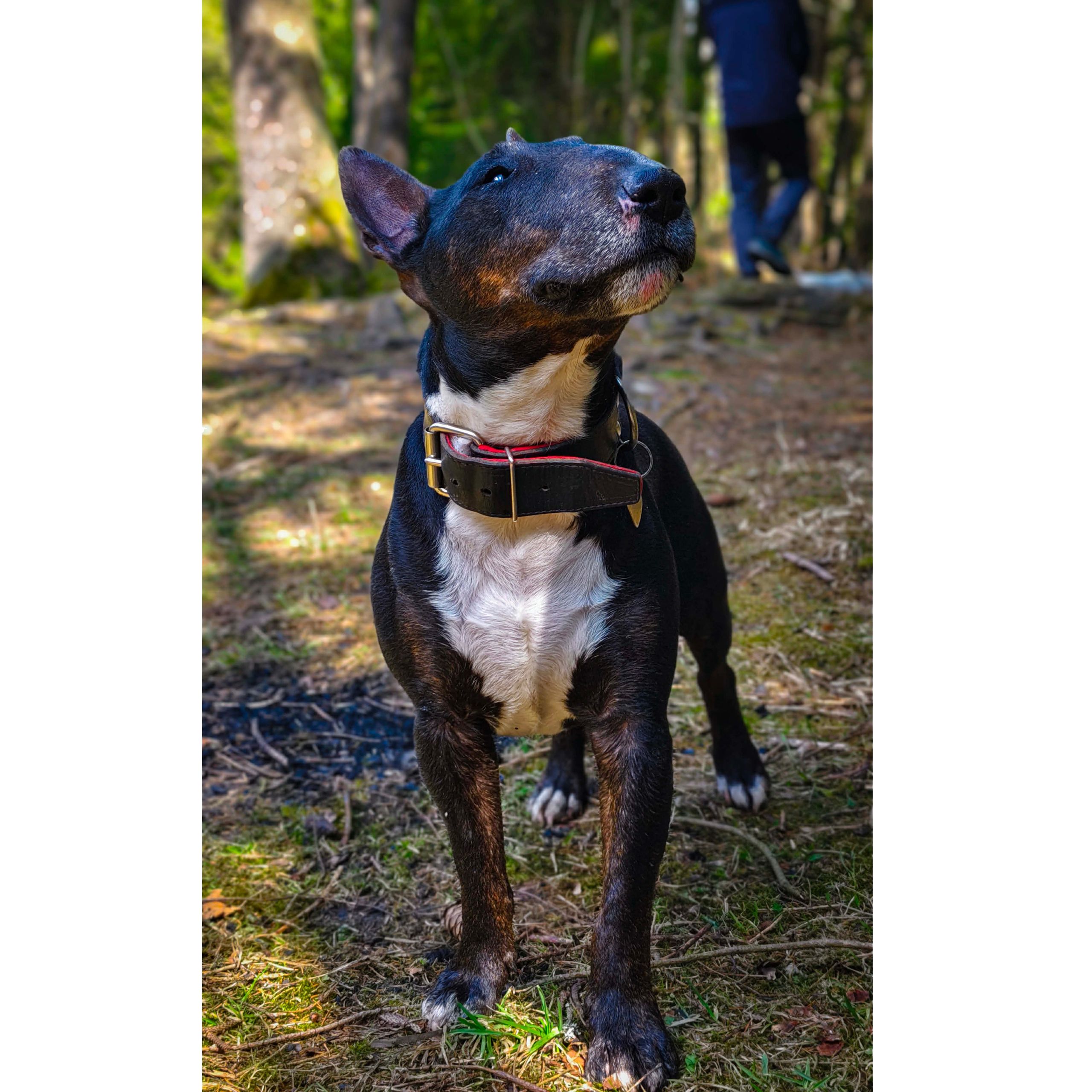 Soutěžní fotografie - Tokio,  Bulteriér