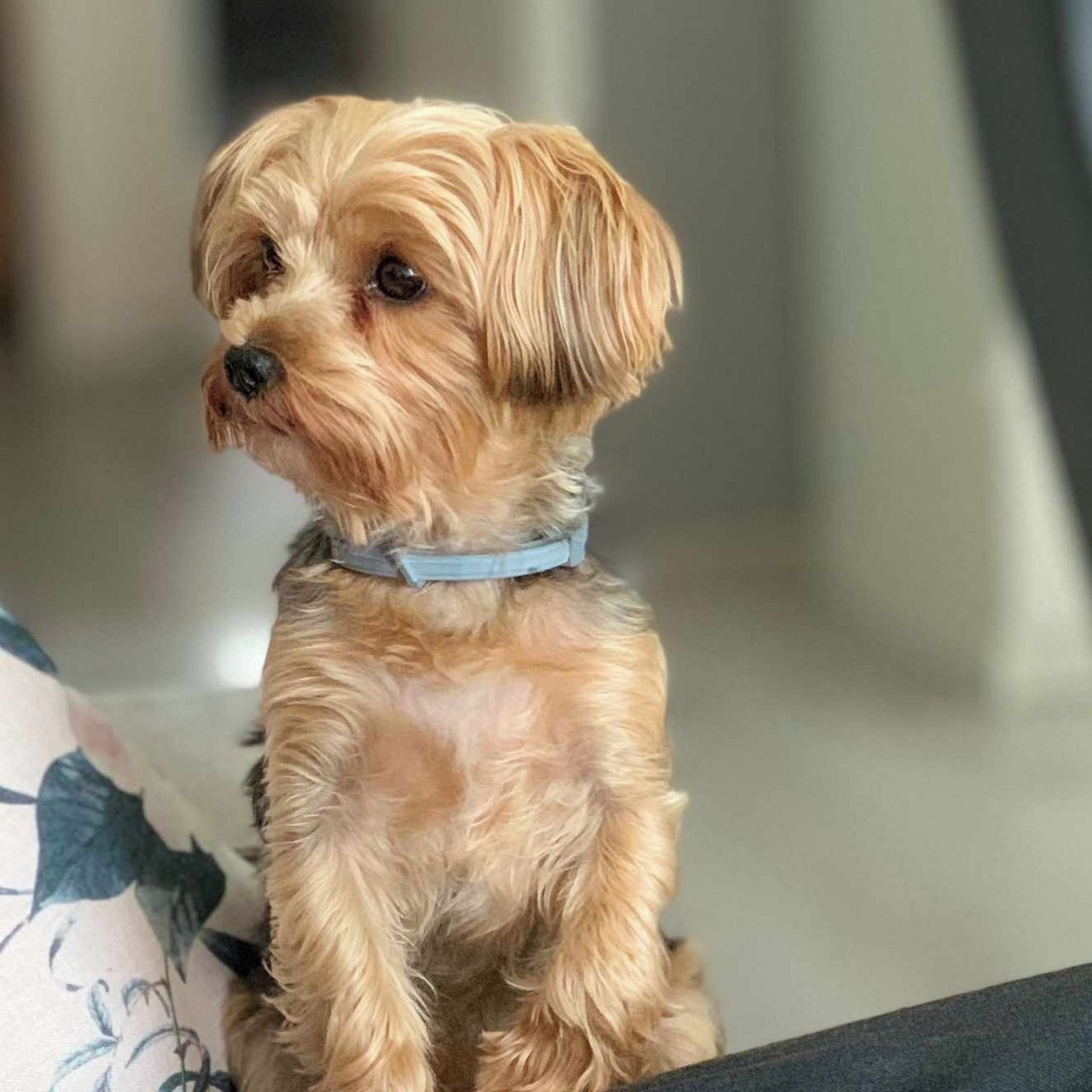 Soutěžní fotografie - Maxík,  Yorkšírský terier