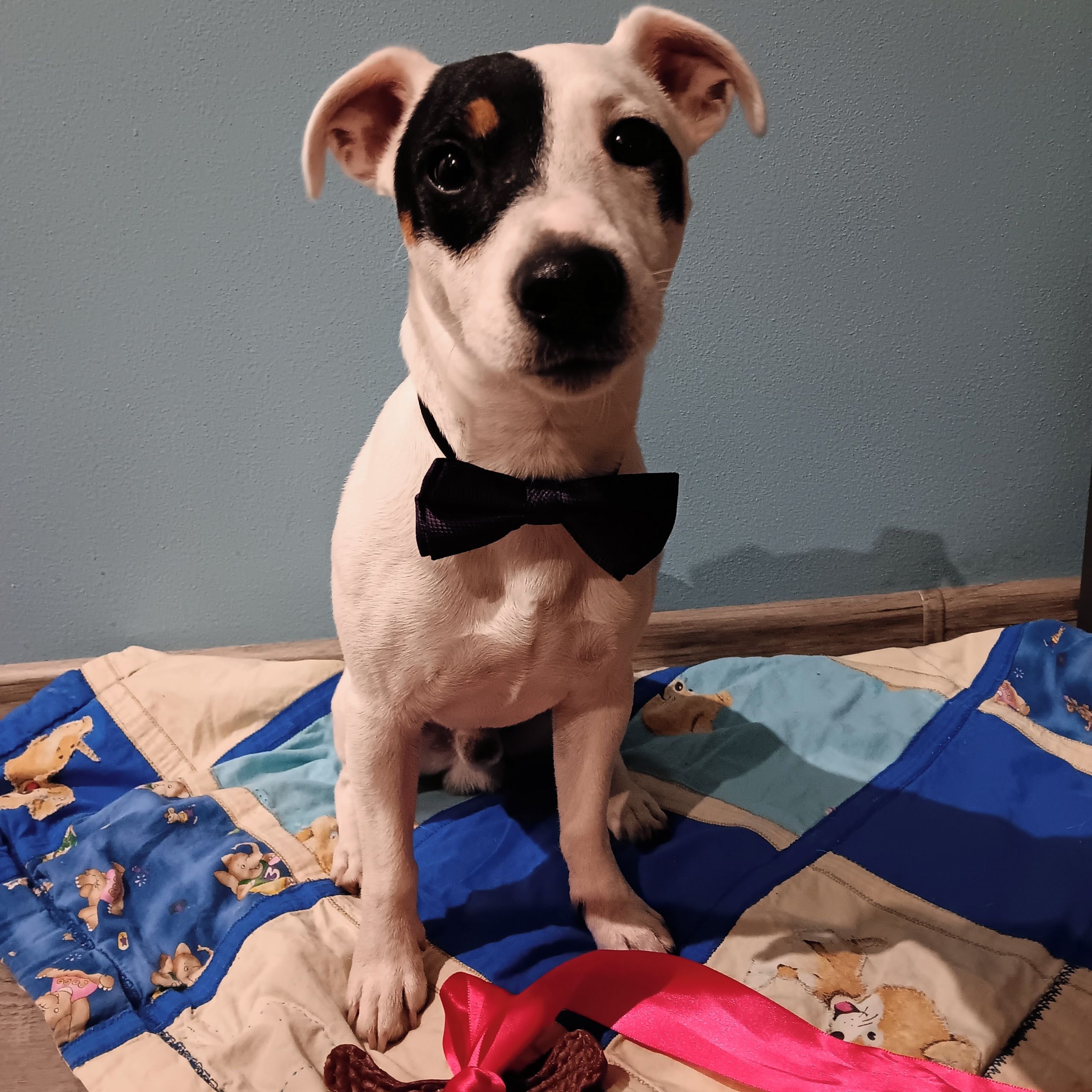 Soutěžní fotografie - Russel,  Jack Russell Teriér