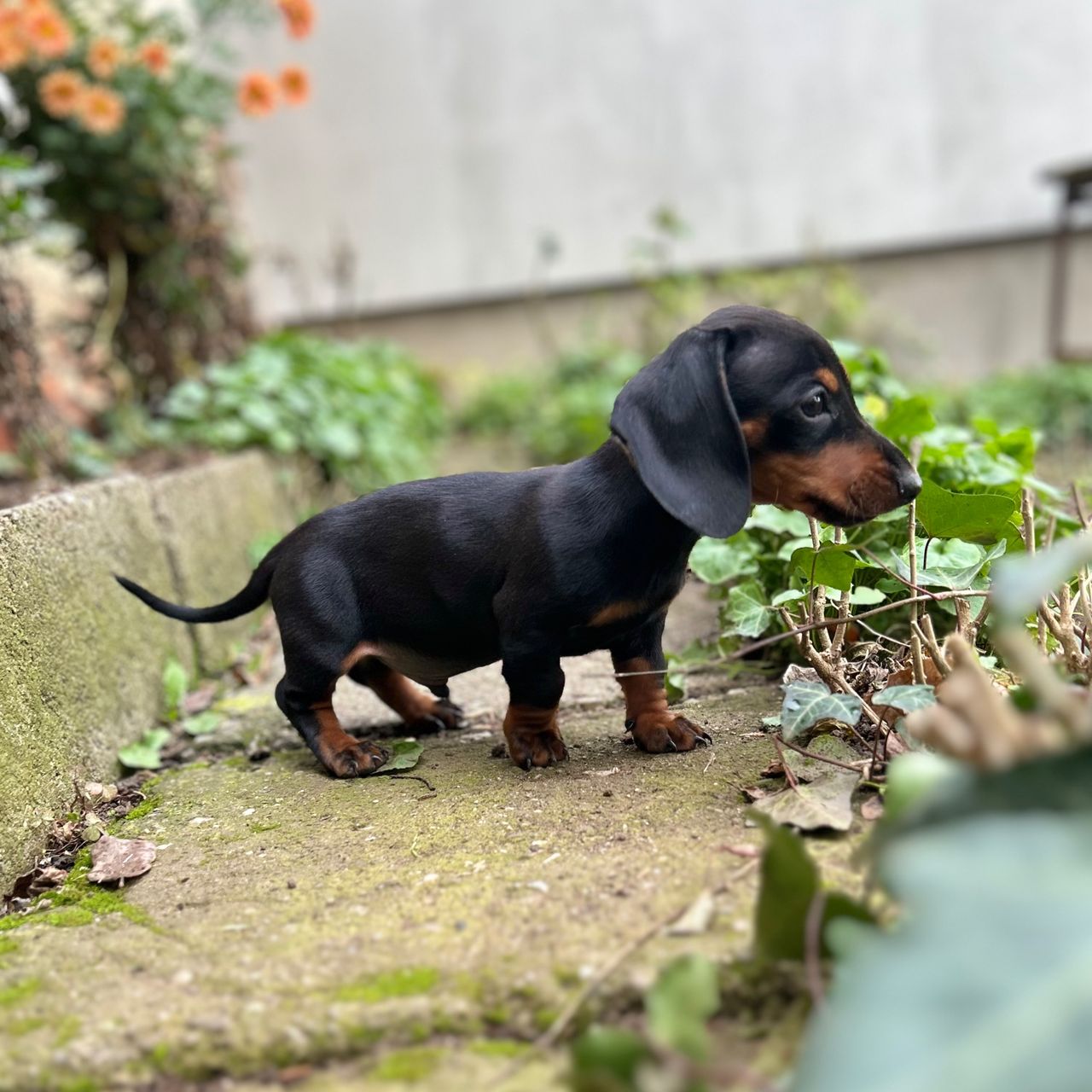 Soutěžní fotografie - Toníček,  Jezevčík