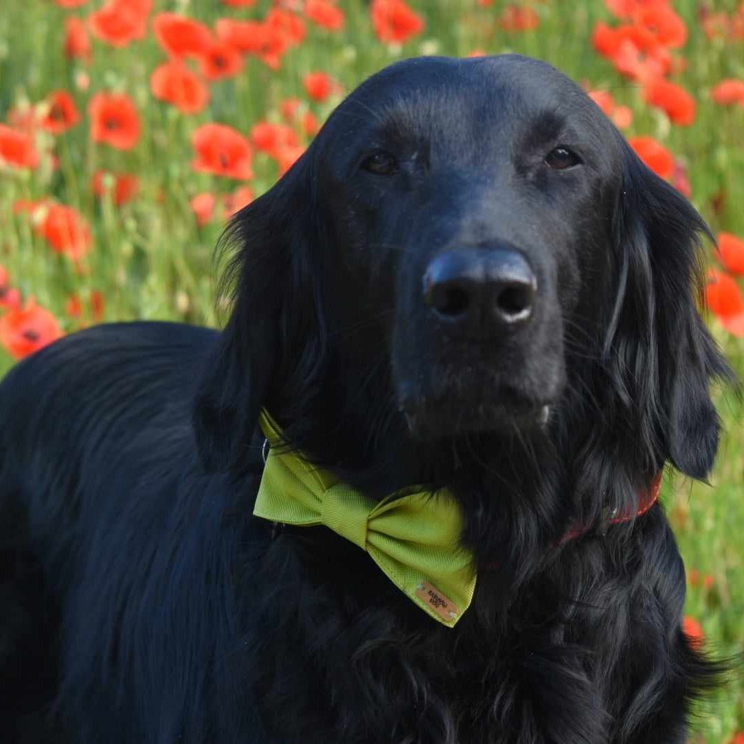 Soutěžní fotografie - Gino,  Flat Coated Retriever