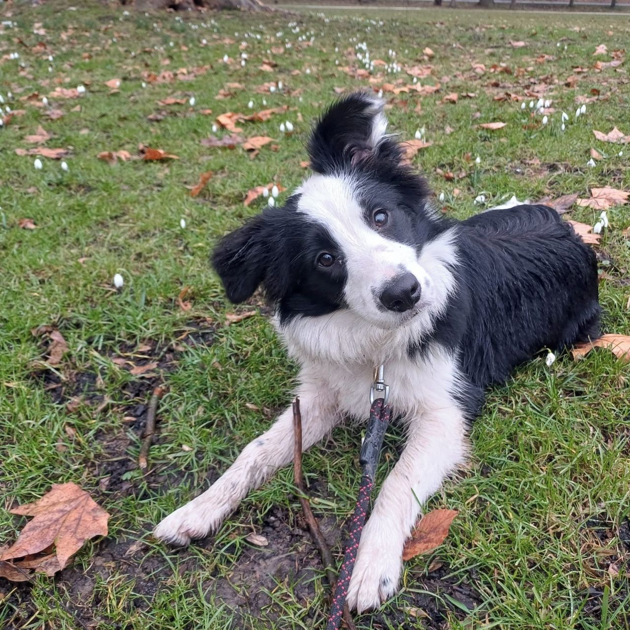 Soutěžní fotografie - Kessie,  Border kolie