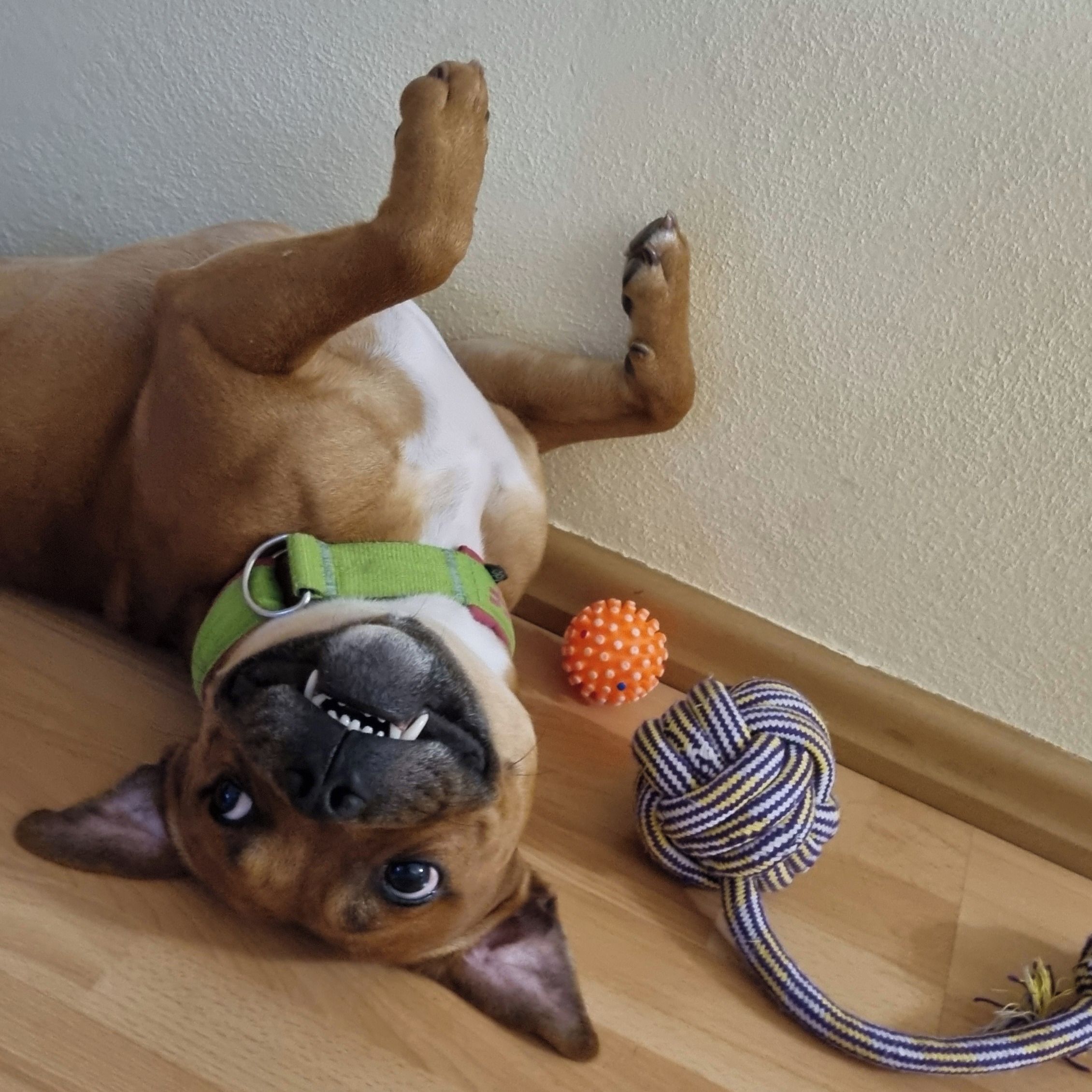 Soutěžní fotografie - Šerif,  Stafordšírský bullterier