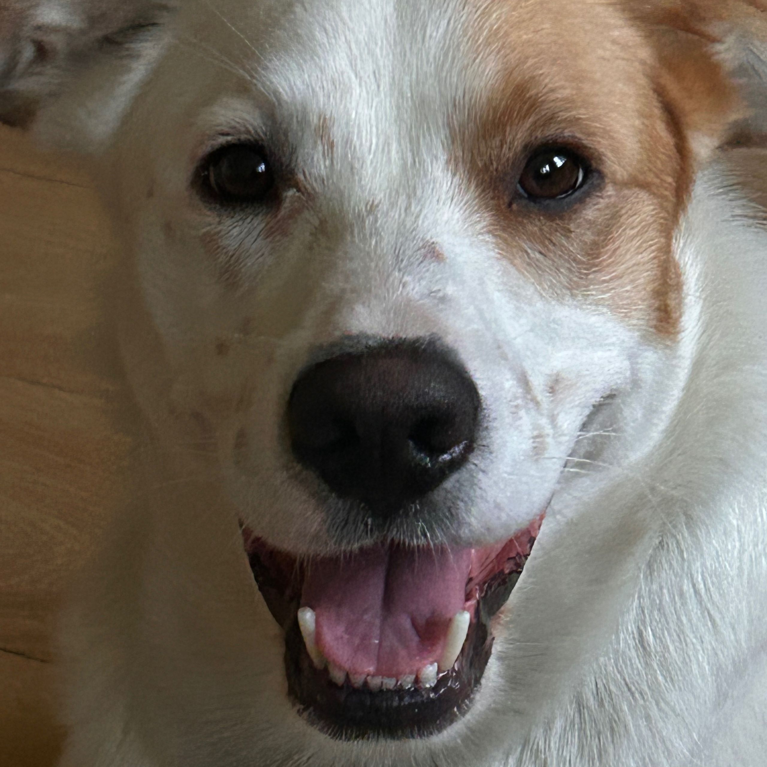 Soutěžní fotografie - FIDO,  Ostatní