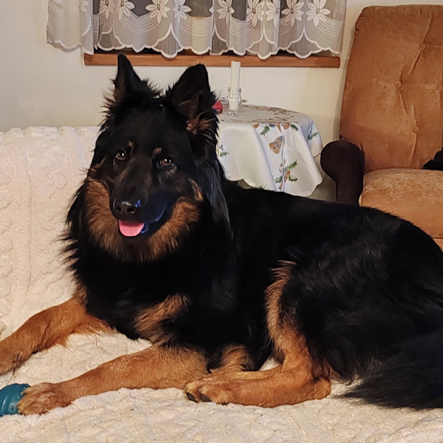 Soutěžní fotografie - Arturo,  Chodský pes