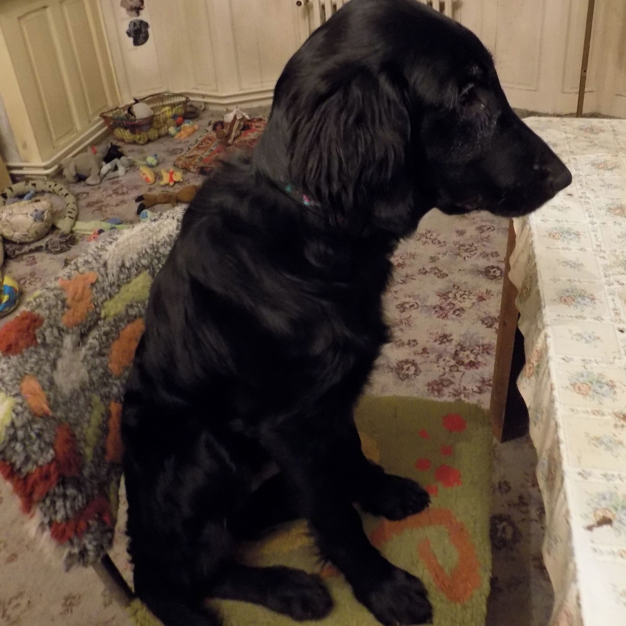 Soutěžní fotografie - ASHRAK,  Flat Coated Retriever