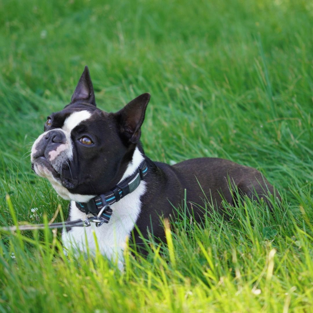 Soutěžní fotografie - Baxi,  Bostonský terier
