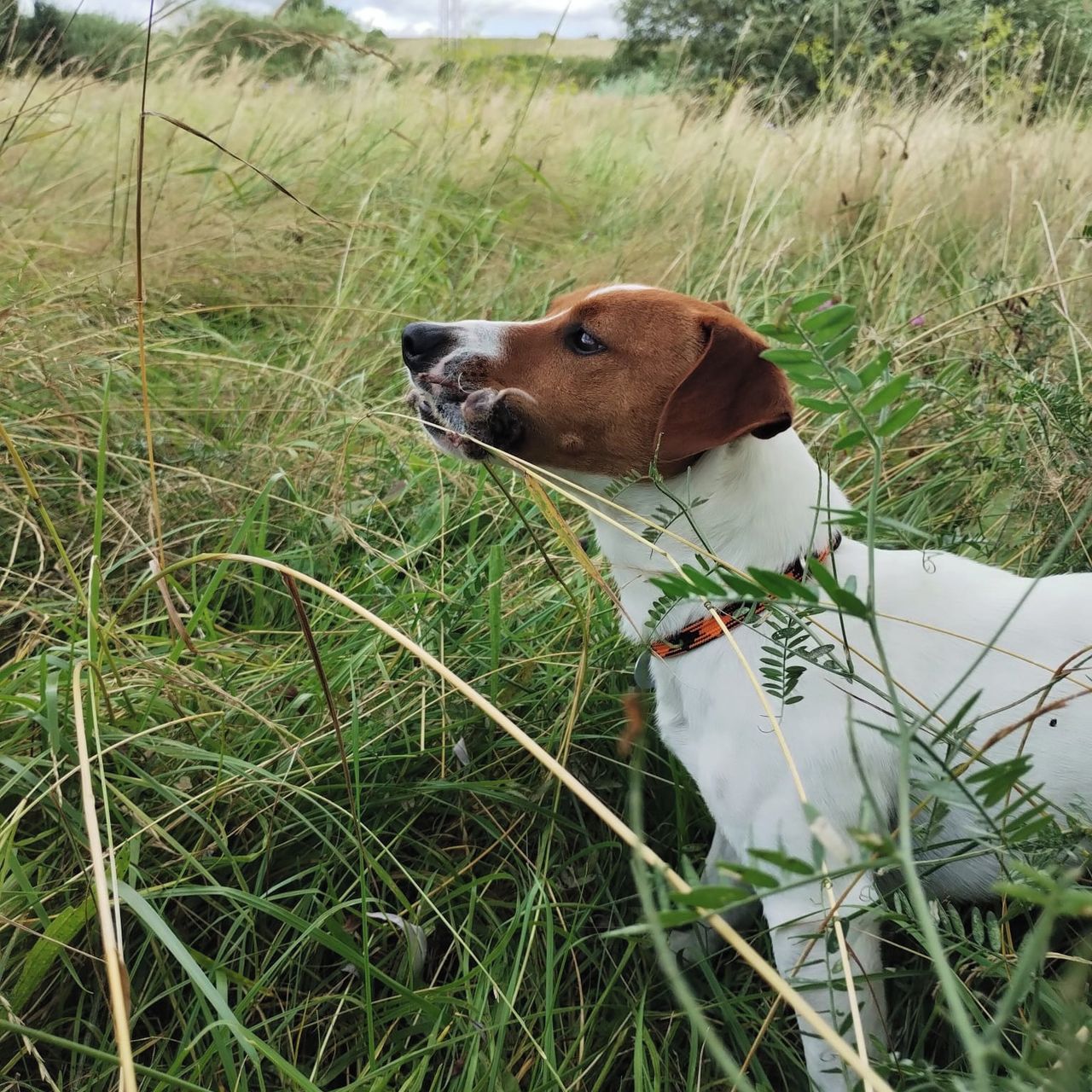 Soutěžní fotografie - Zak,  Jack Russell Teriér