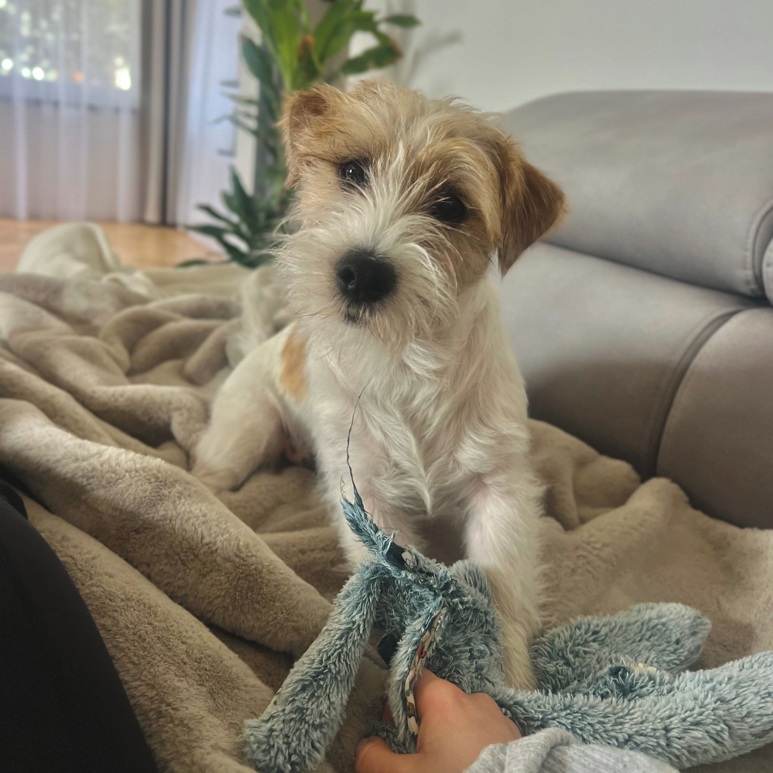 Soutěžní fotografie - Kevin,  Jack Russell Teriér