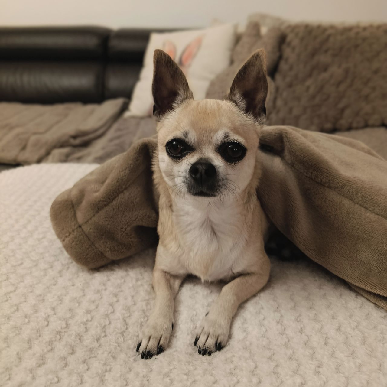 Soutěžní fotografie - Chanel,  Čivava krátkosrstá