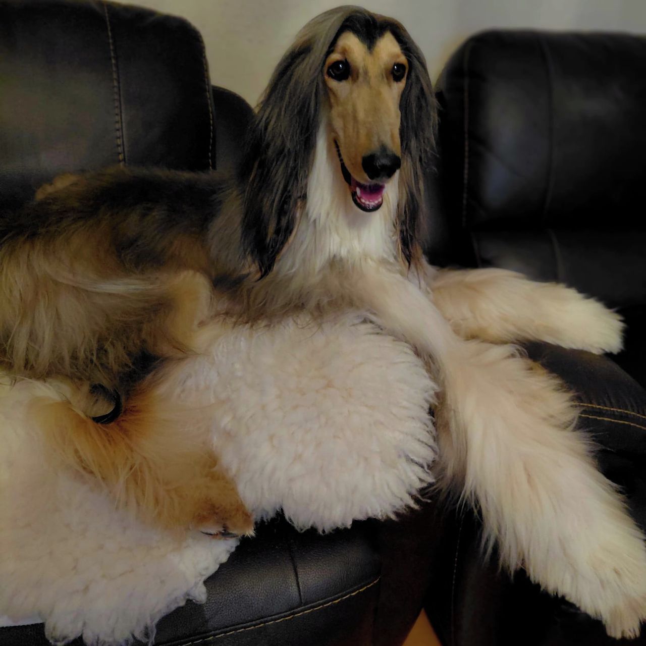 Soutěžní fotografie - Bredley Car Lex,  Afgánský chrt