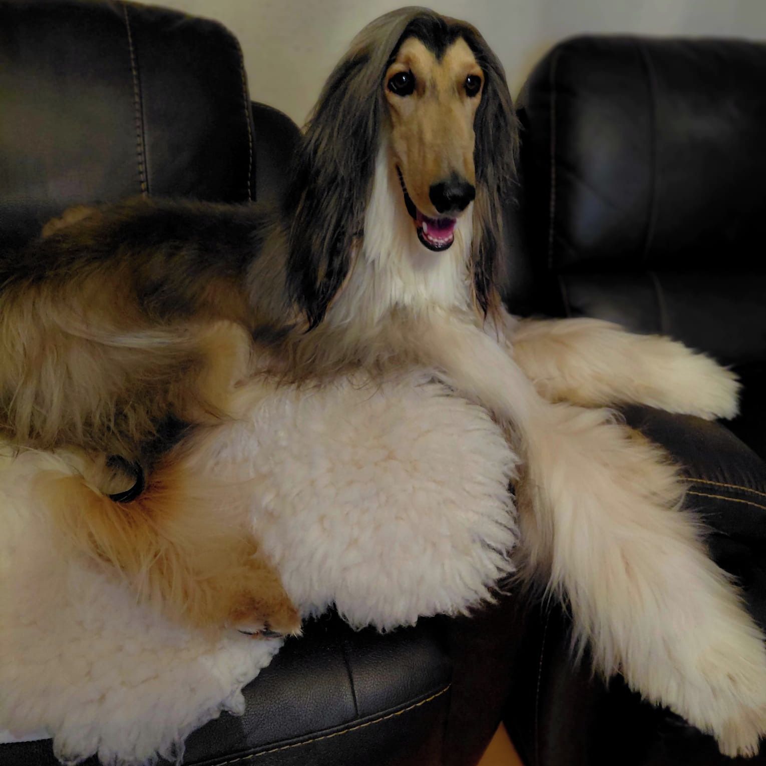 Soutěžní fotografie - Bredley Car Lex,  Afgánský chrt