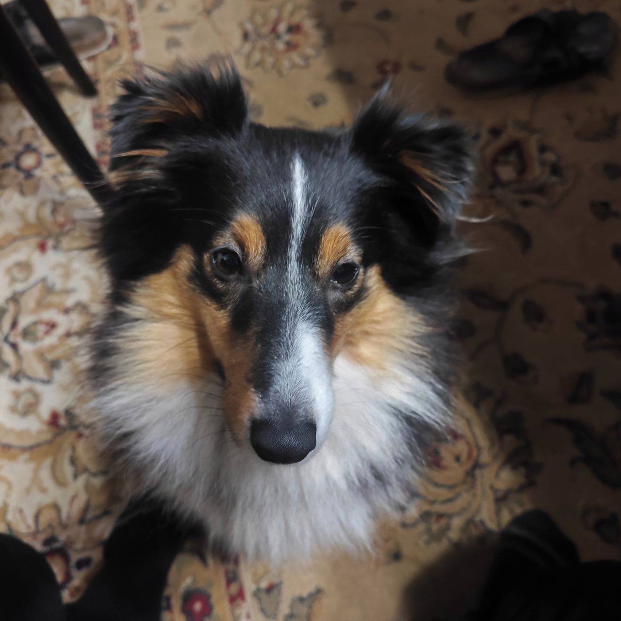 Soutěžní fotografie - Lucy,  Sheltie