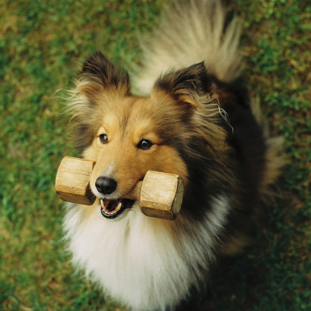 Soutěžní fotografie - Alessia z Oharců,  Sheltie