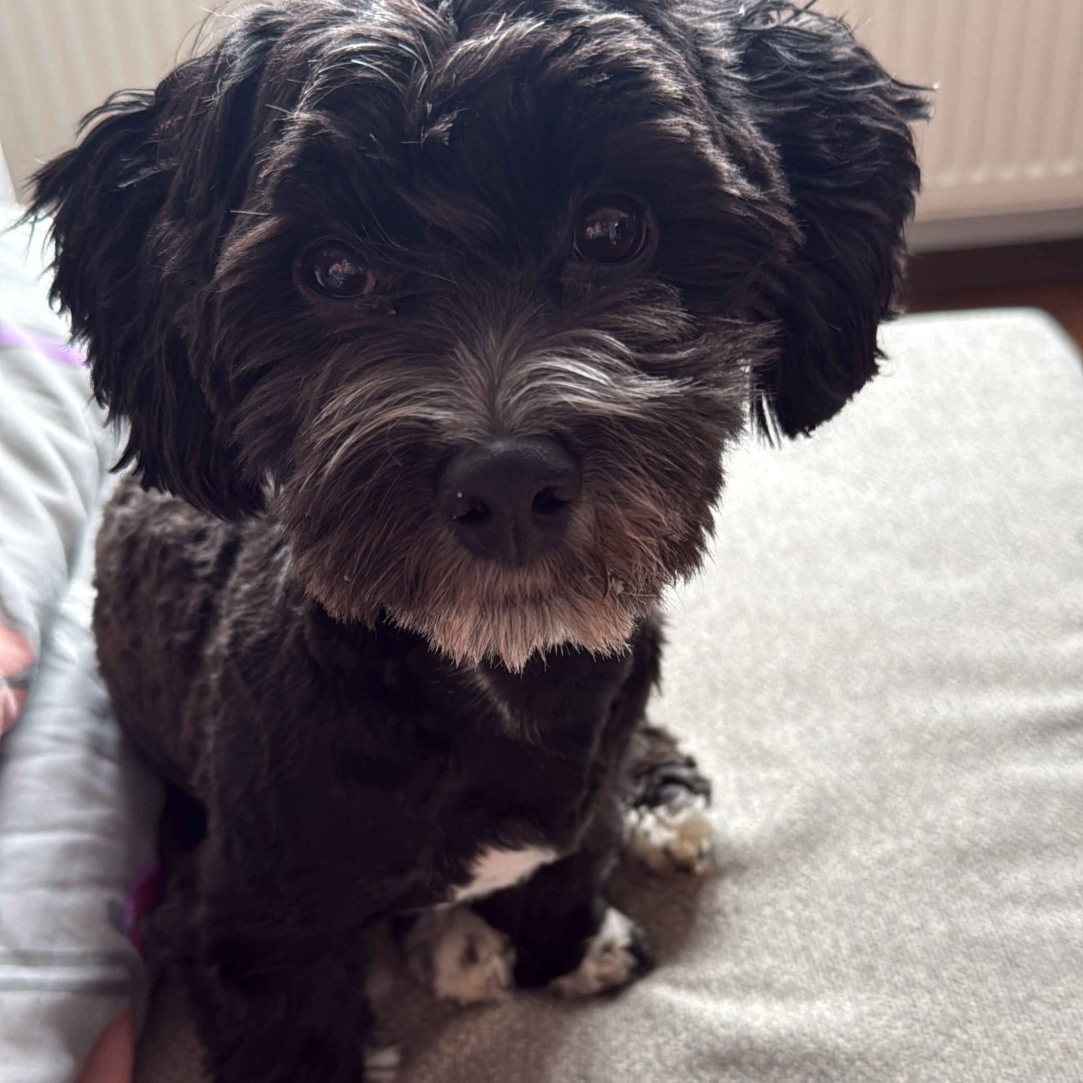 Soutěžní fotografie - Baddy,  Havanský psík