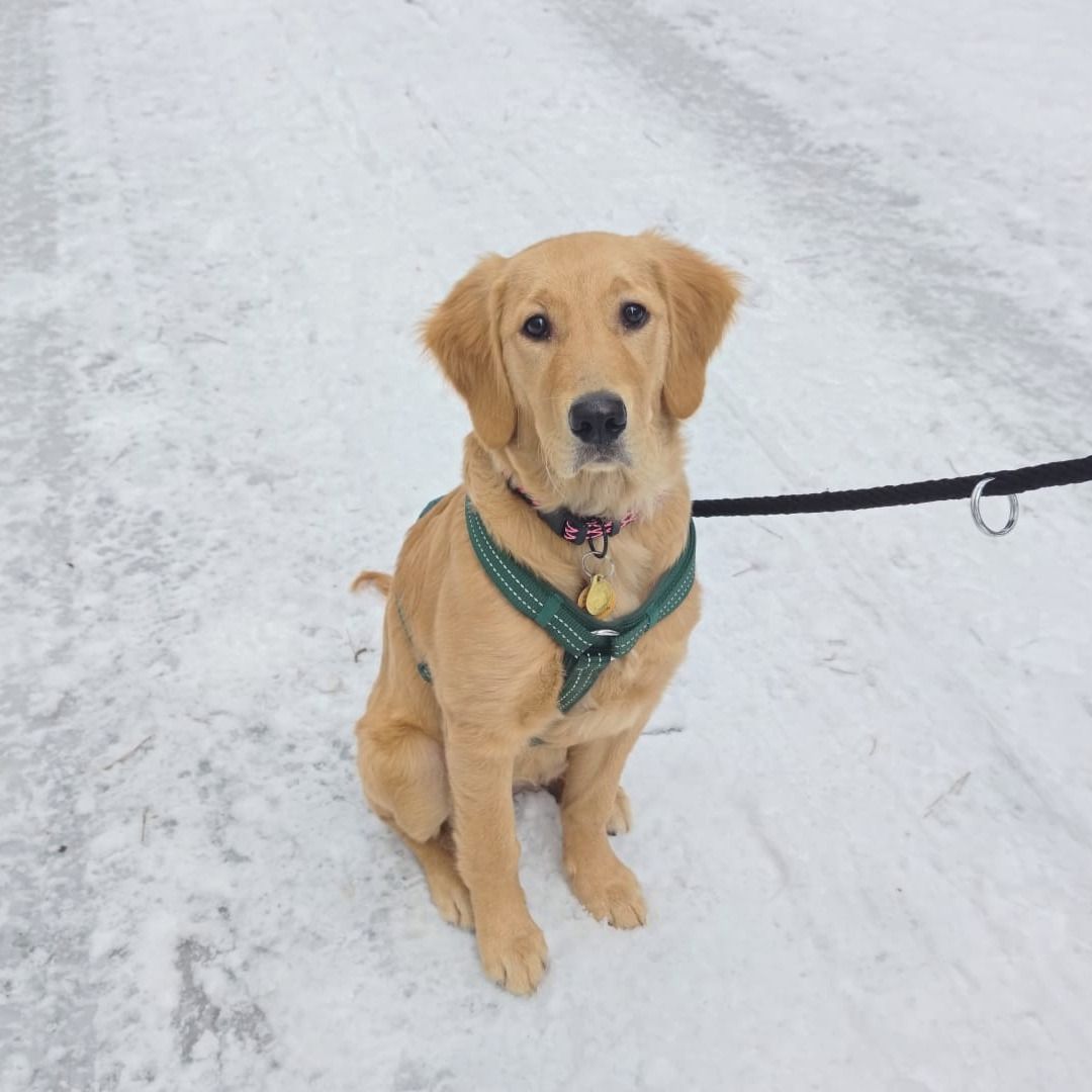 Soutěžní fotografie - Bella,  Zlatý retriever