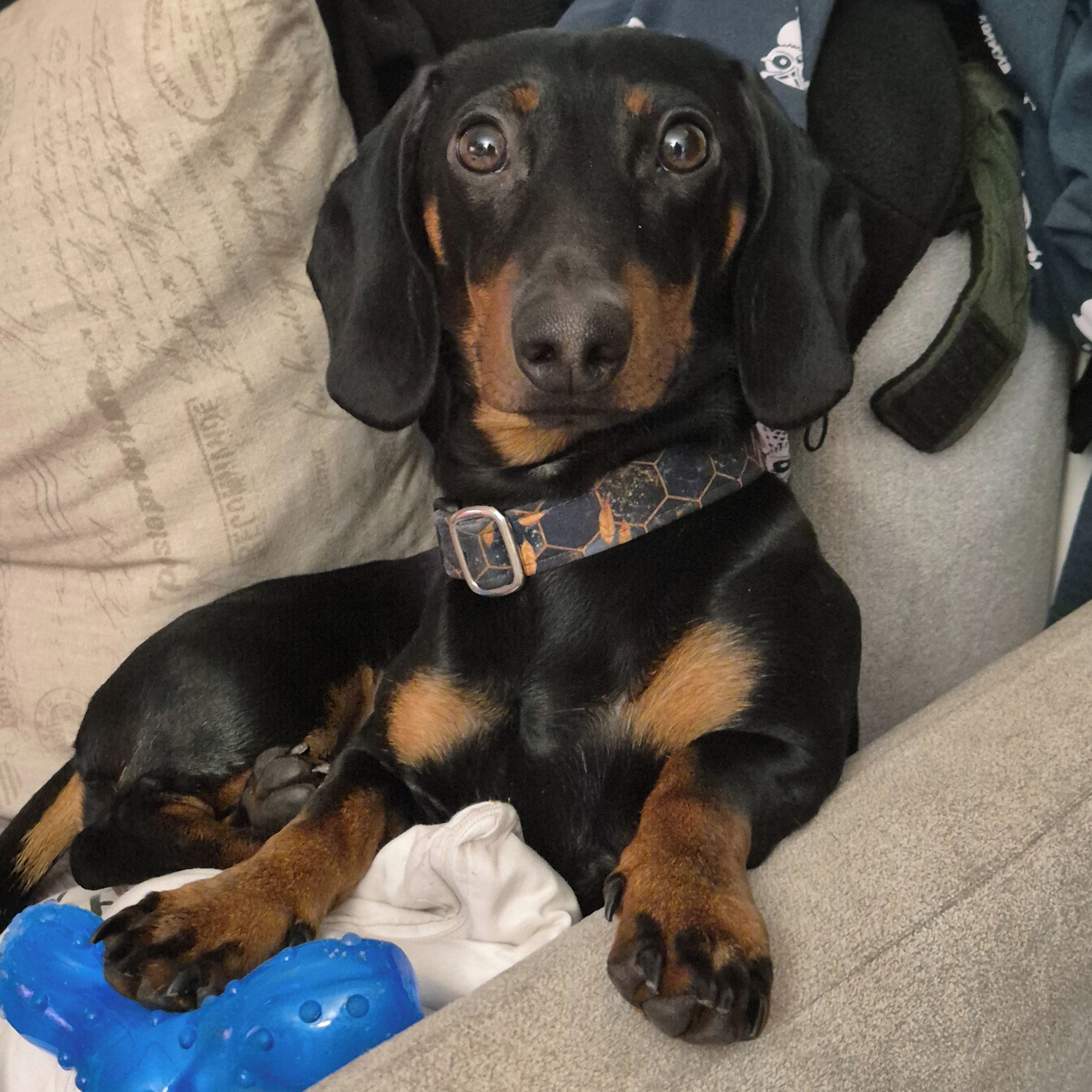 Soutěžní fotografie - Jack,  Jezevčík