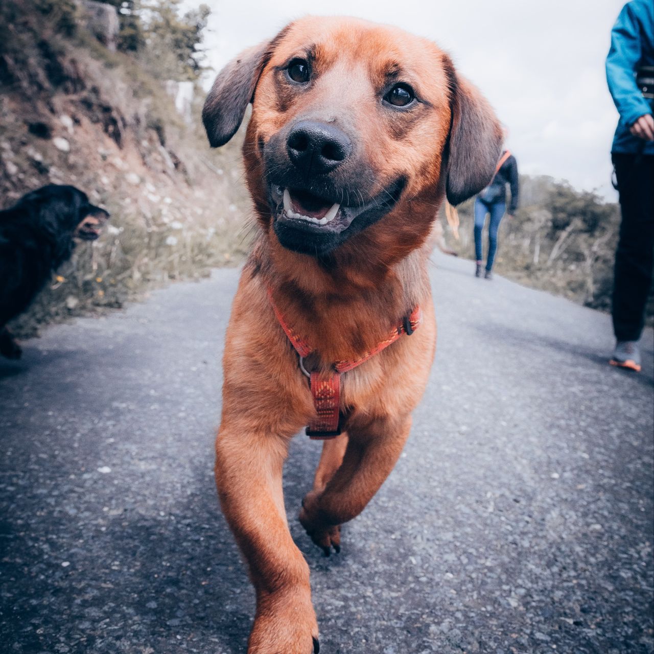Soutěžní fotografie - Rex,  Ostatní