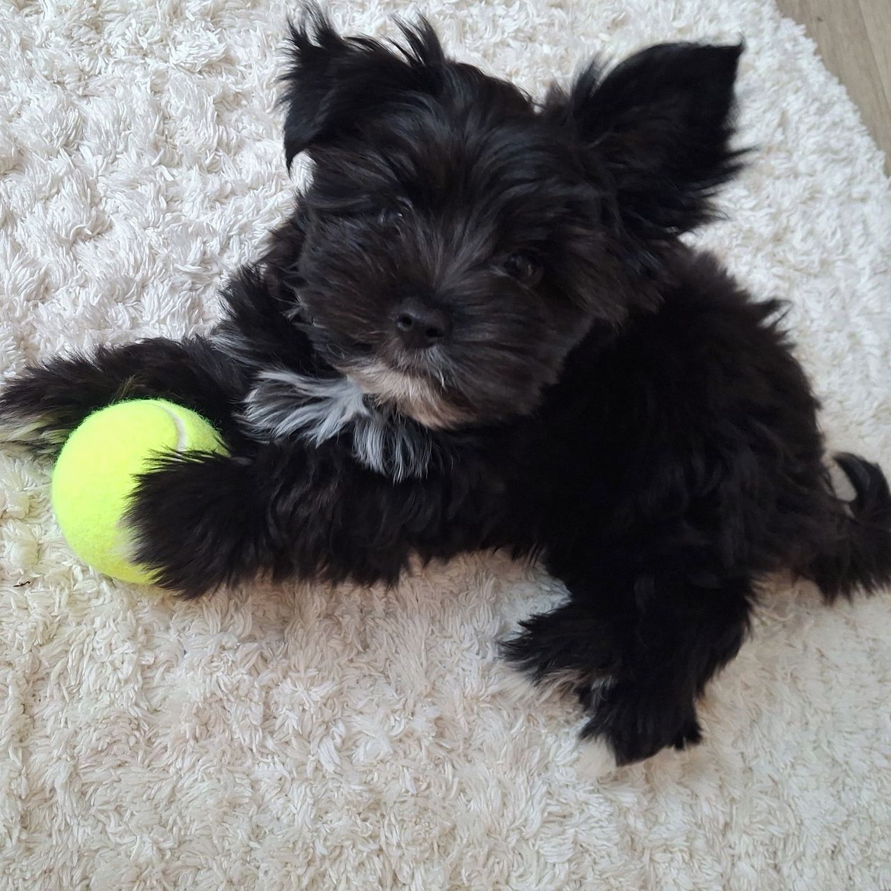 Soutěžní fotografie - Ed,  Yorkšírský terier