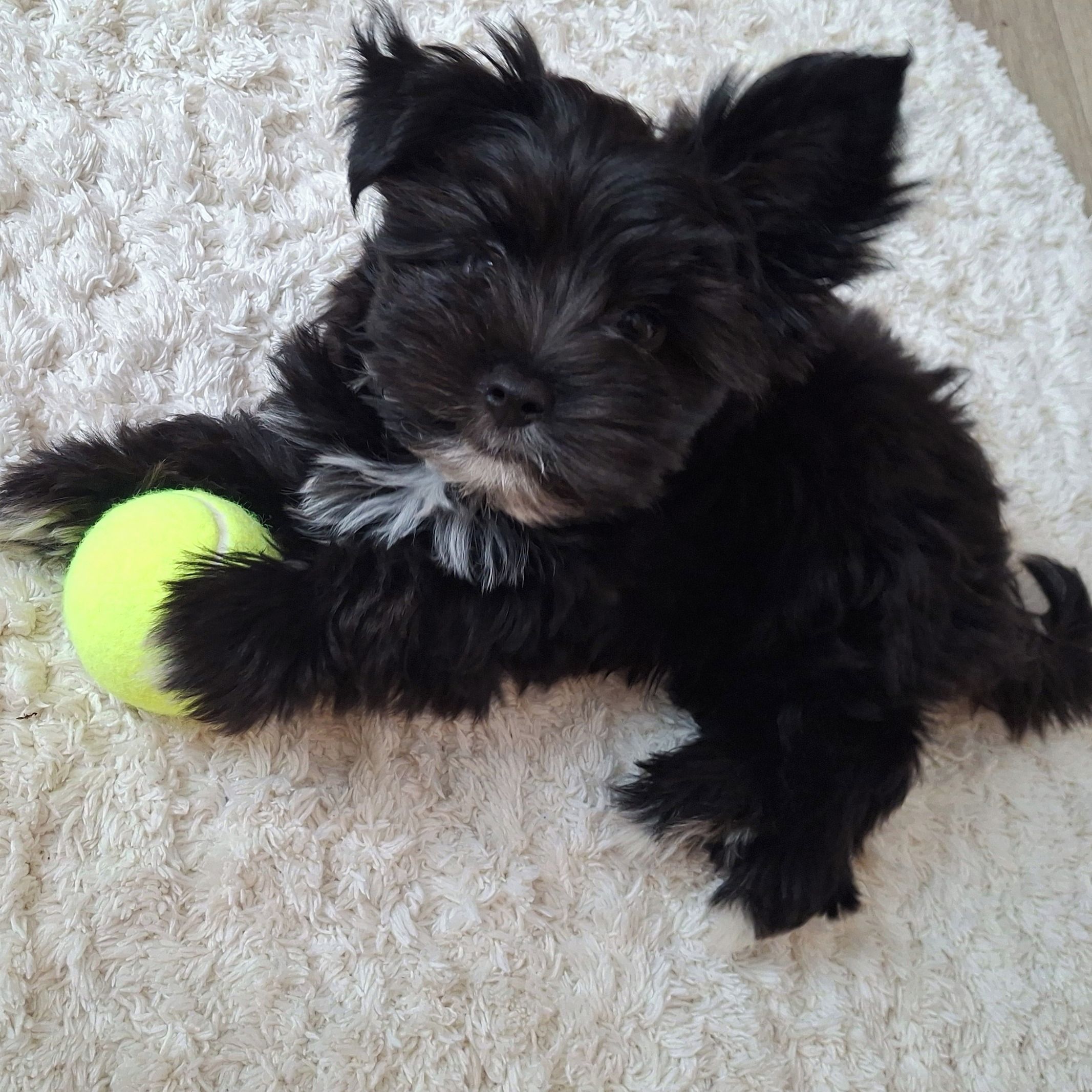 Soutěžní fotografie - Ed,  Yorkšírský terier