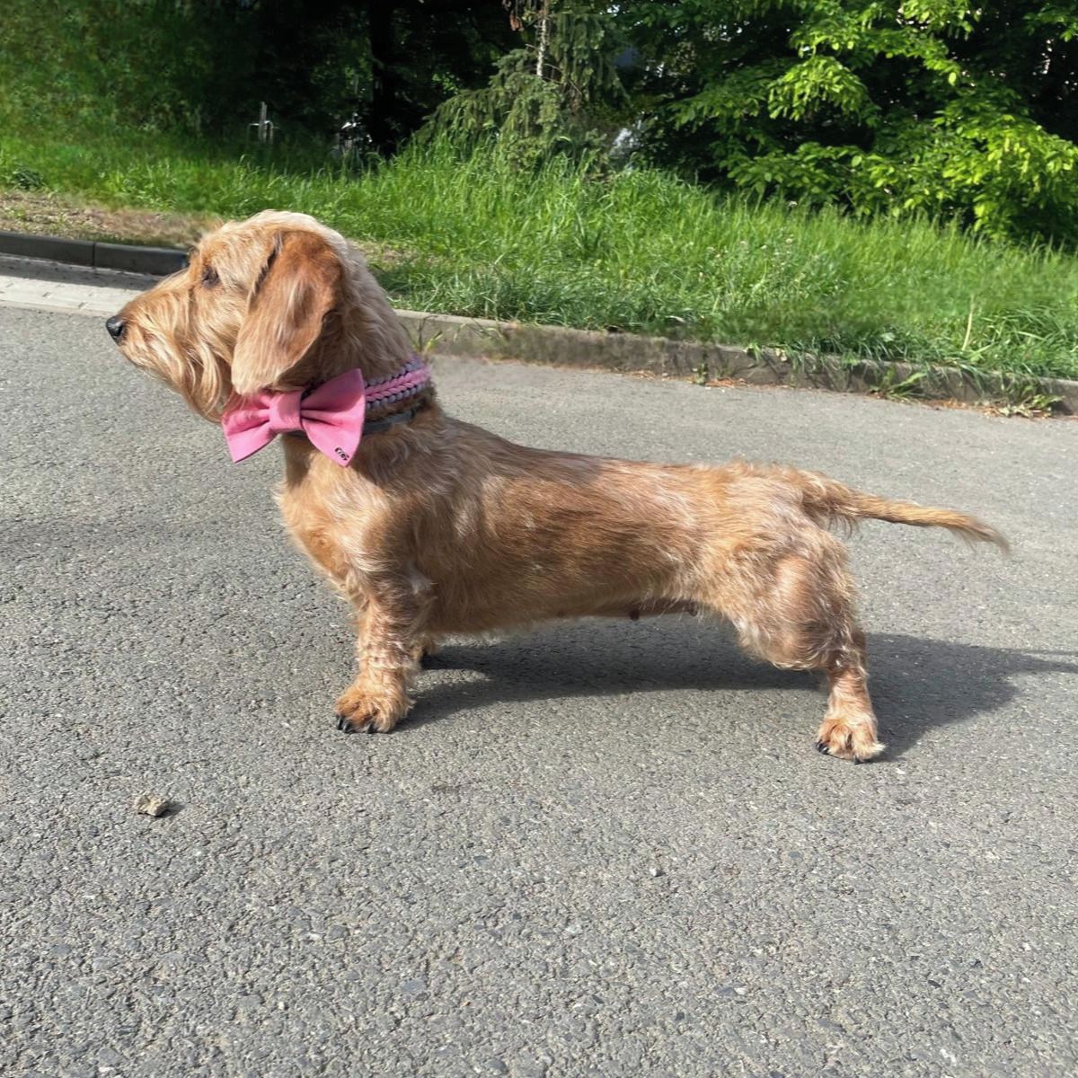 Soutěžní fotografie - Curry,  Jezevčík