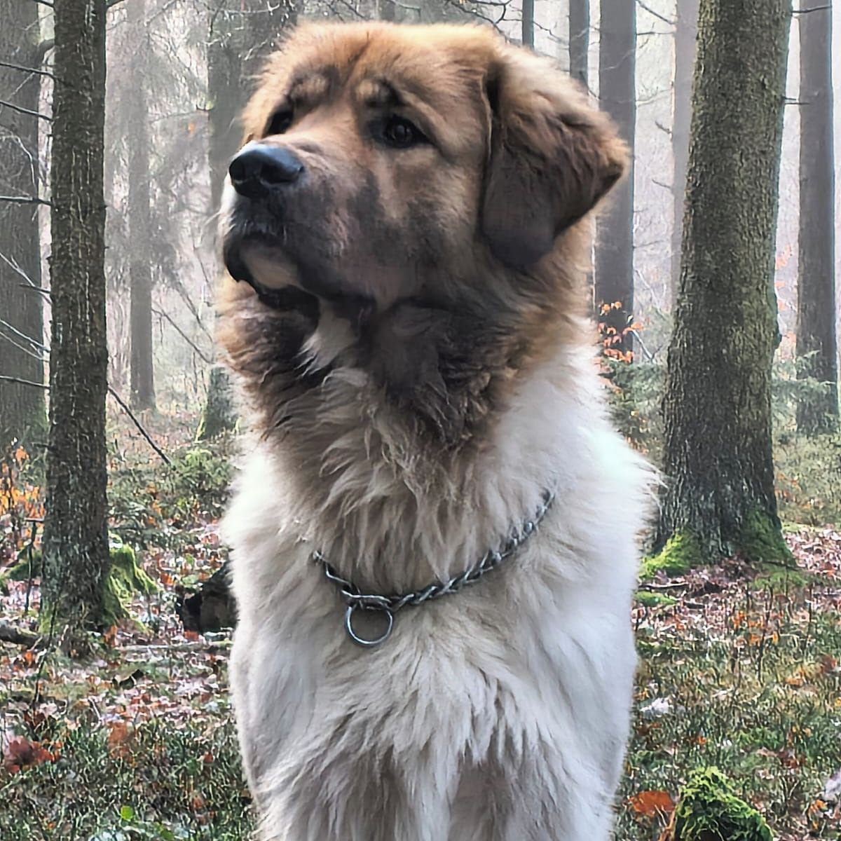 Soutěžní fotografie - Artur,  Český horský pes