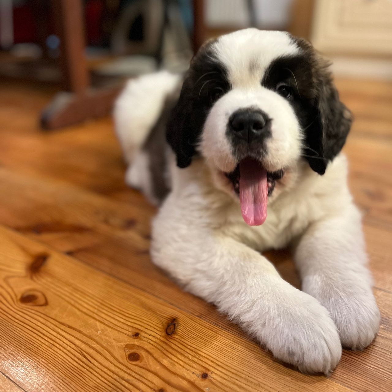 Soutěžní fotografie - Rubi,  Svatobernardský pes