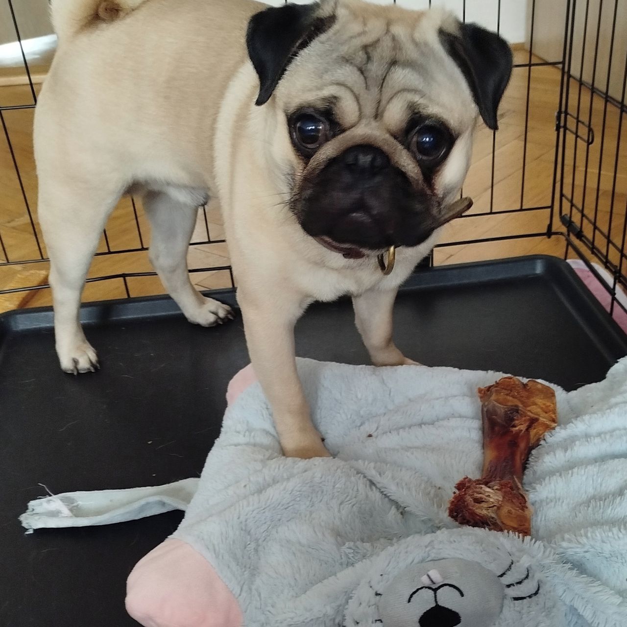 Soutěžní fotografie - Kryšpín,  Mops