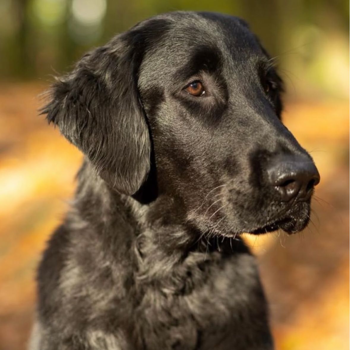 Soutěžní fotografie - Bren,  Flat Coated Retriever