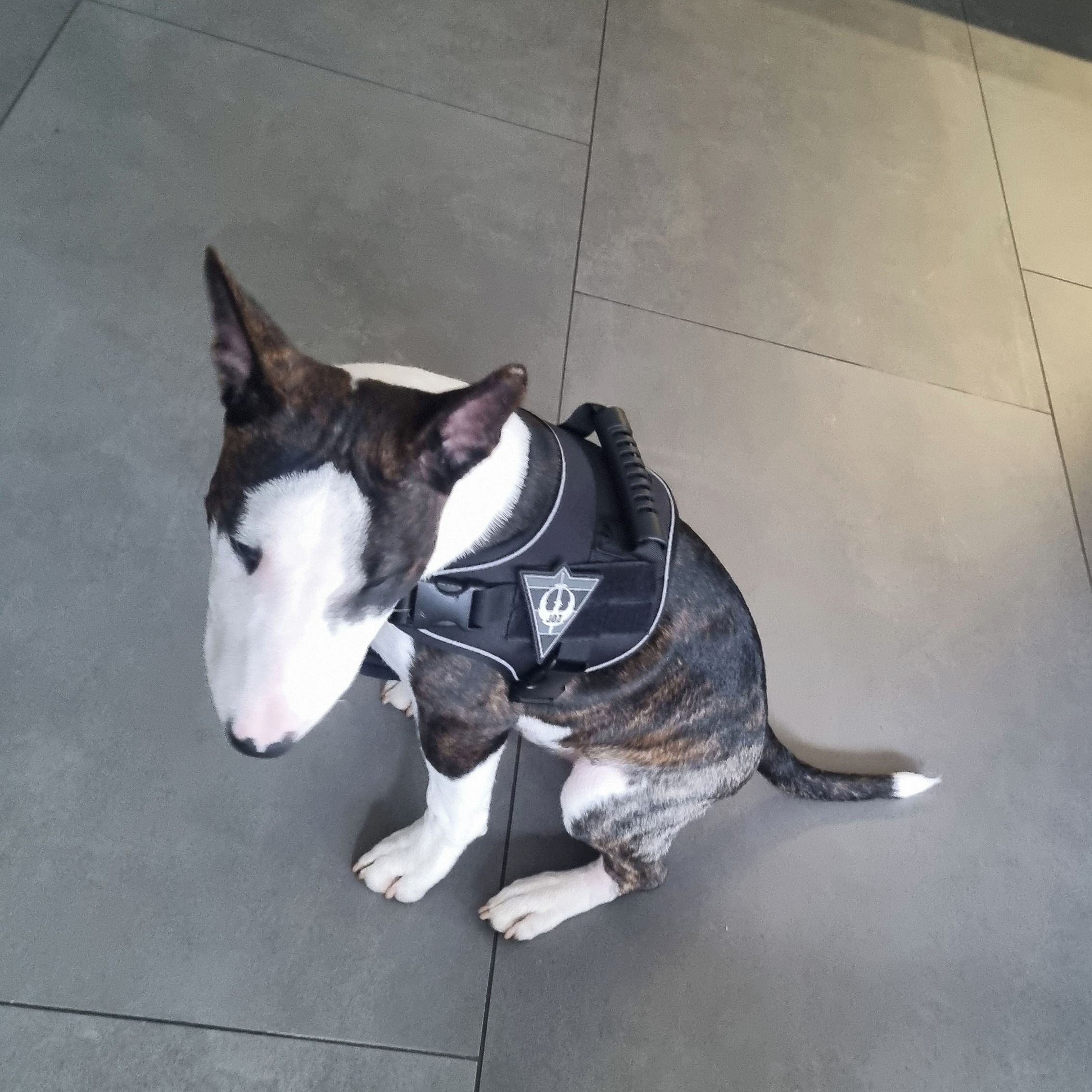 Soutěžní fotografie - Ballu,  Bulteriér