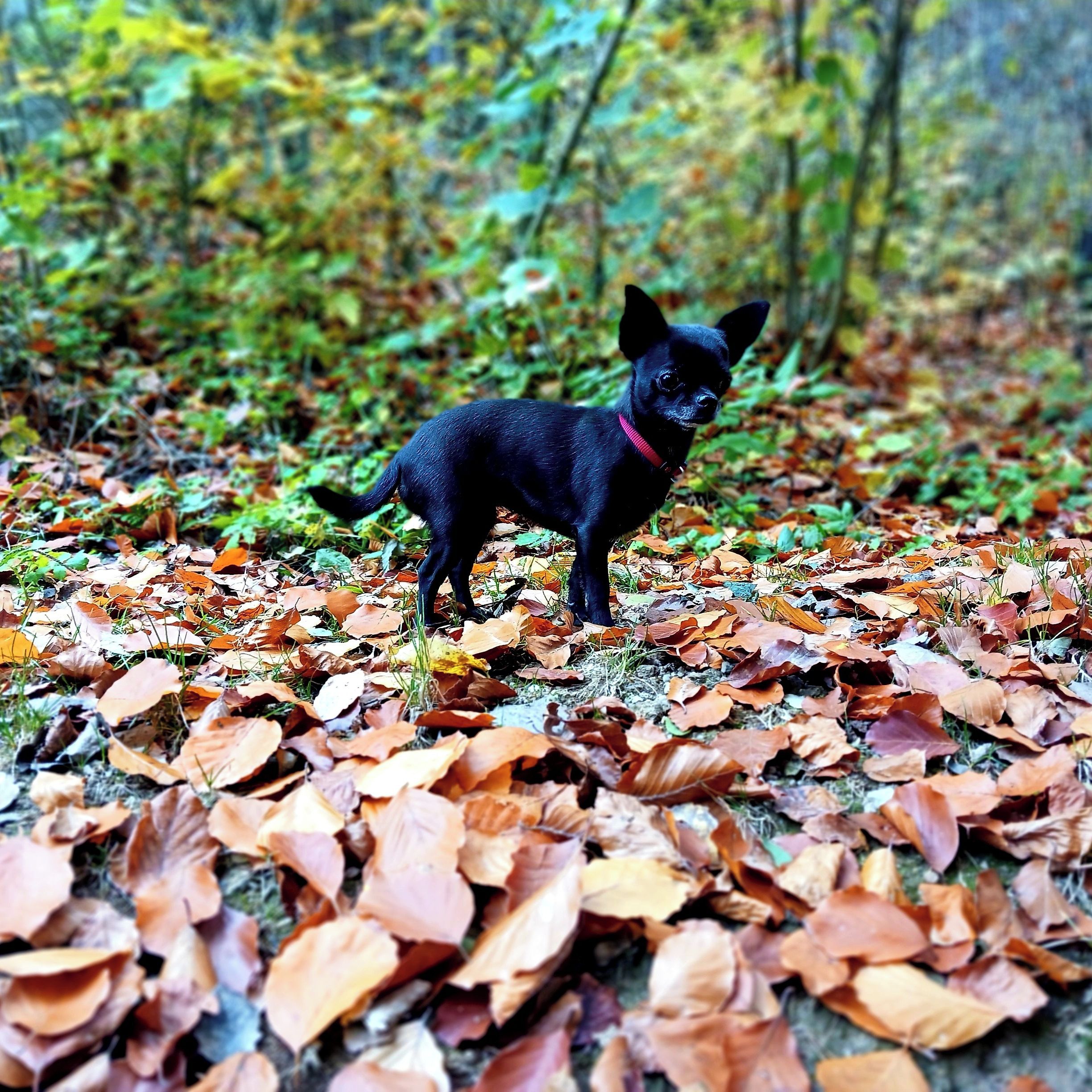 Soutěžní fotografie - Mája,  Čivava