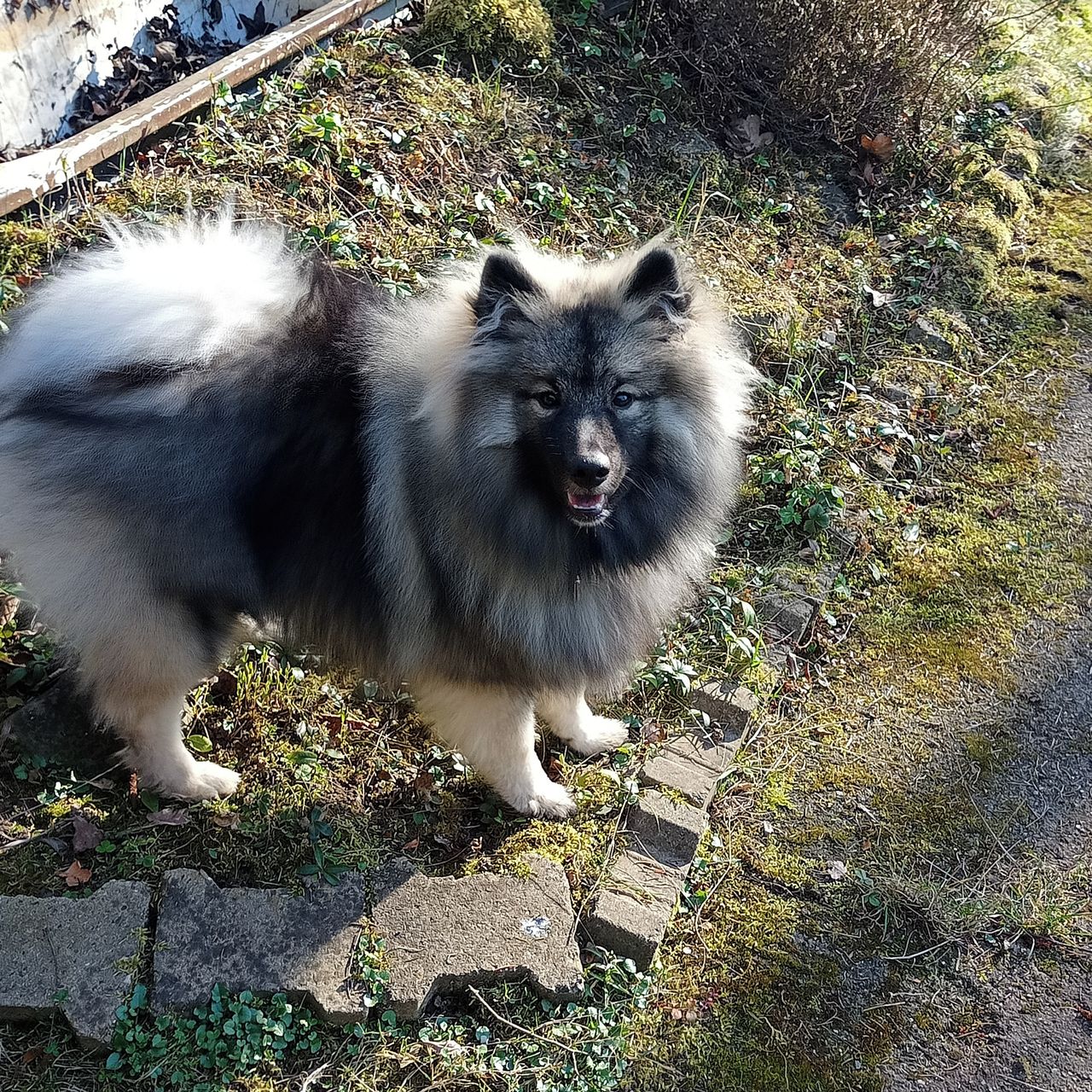 Soutěžní fotografie - Dianka,  Německý špic vlčí