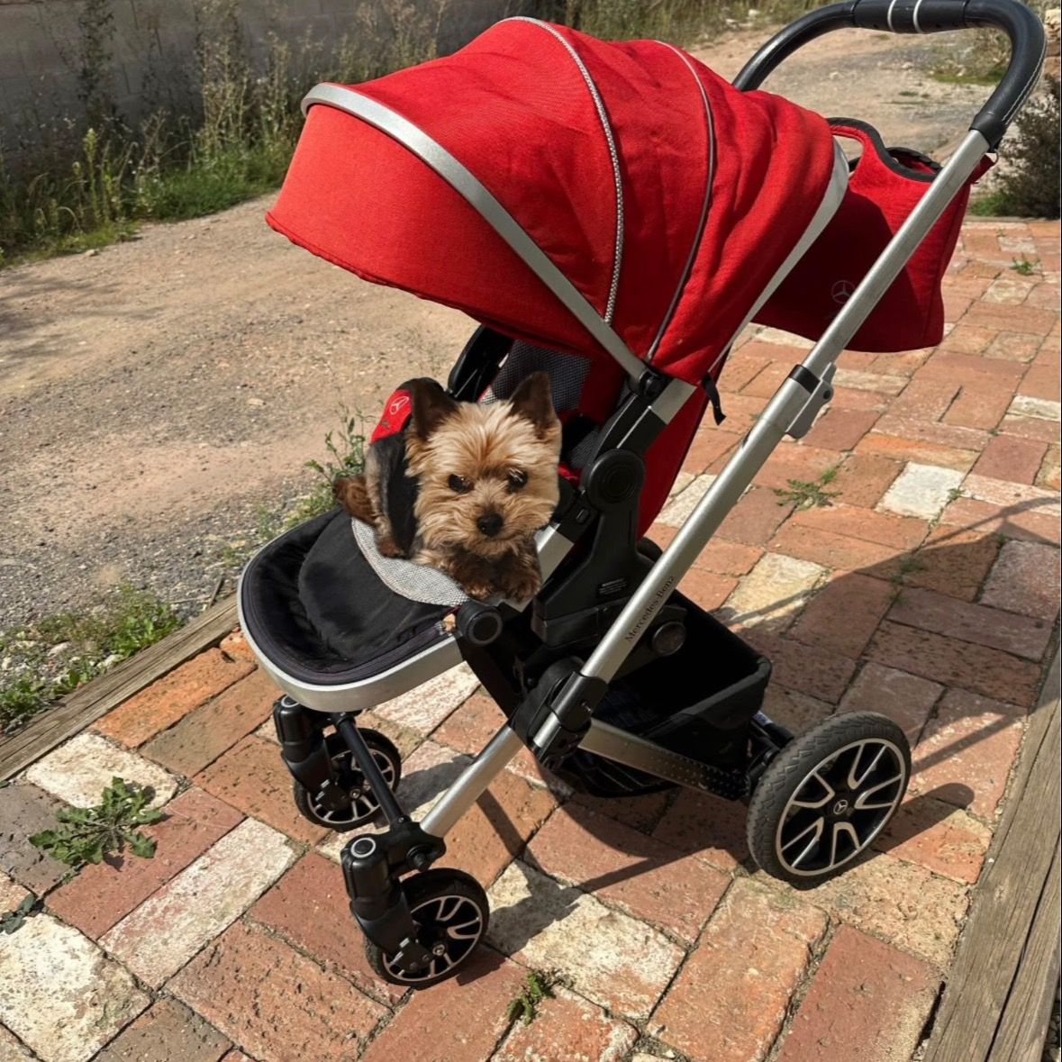 Soutěžní fotografie - Mersinka,  Yorkšírský terier