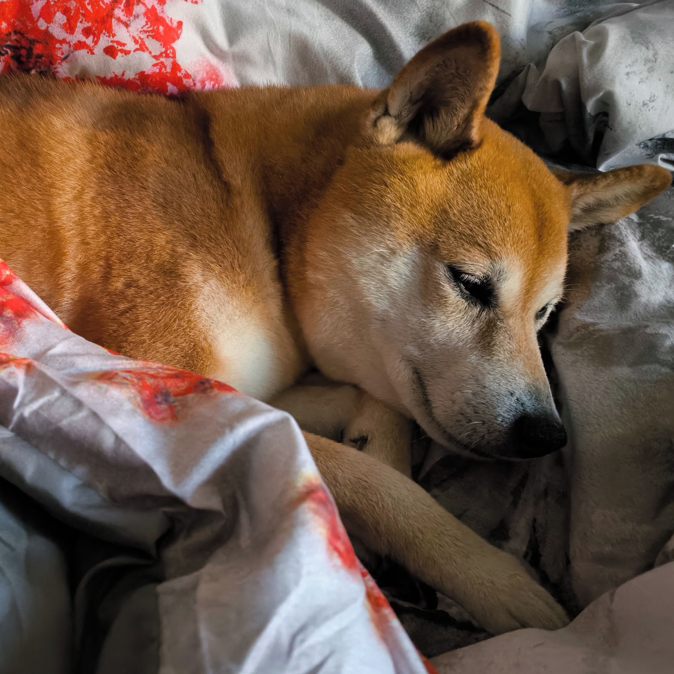 Soutěžní fotografie - Akio,  Shiba