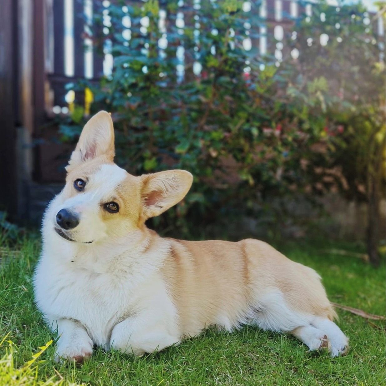 Soutěžní fotografie - Galia,  Ostatní