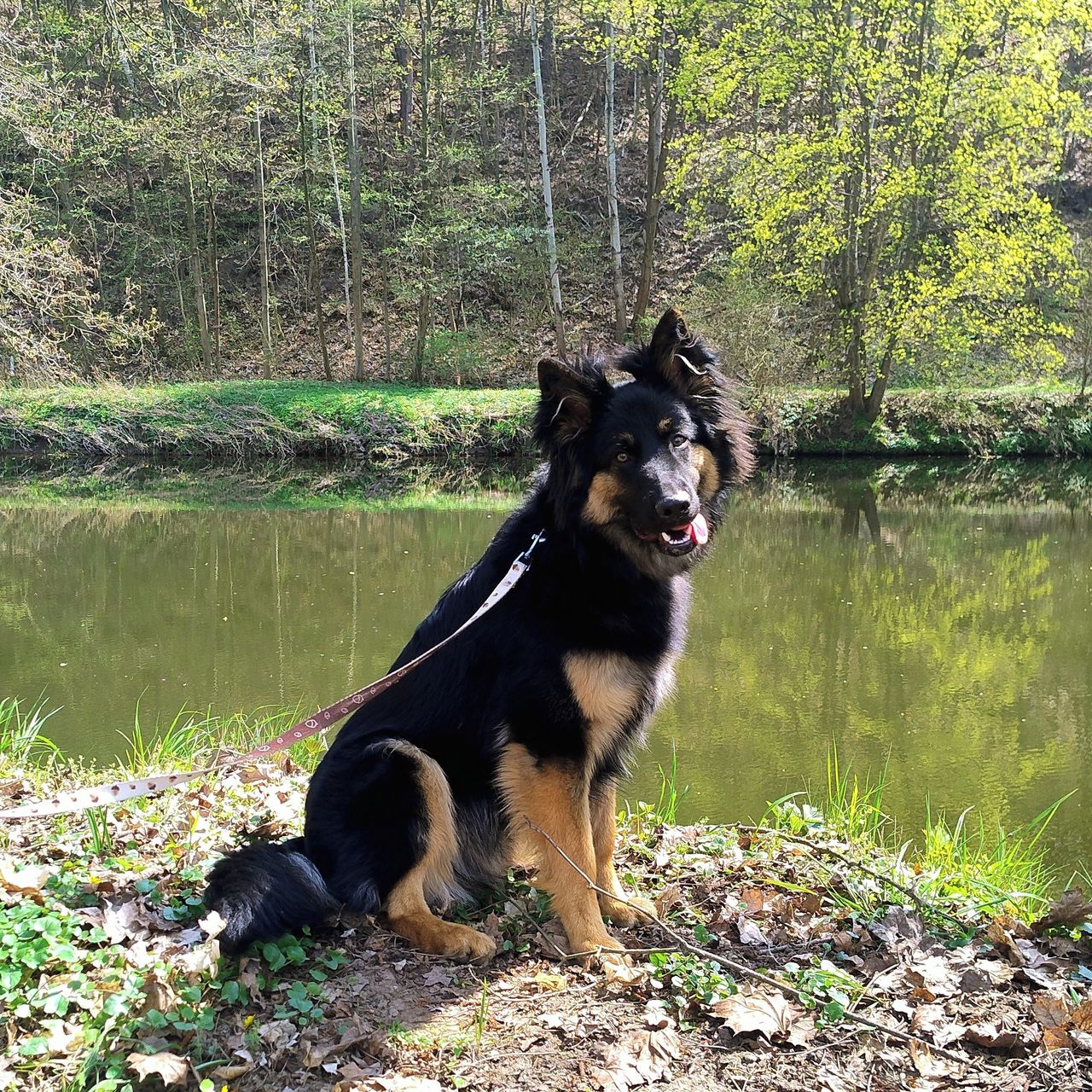 Soutěžní fotografie - Matalenefulusius - Matlíček,  Chodský pes