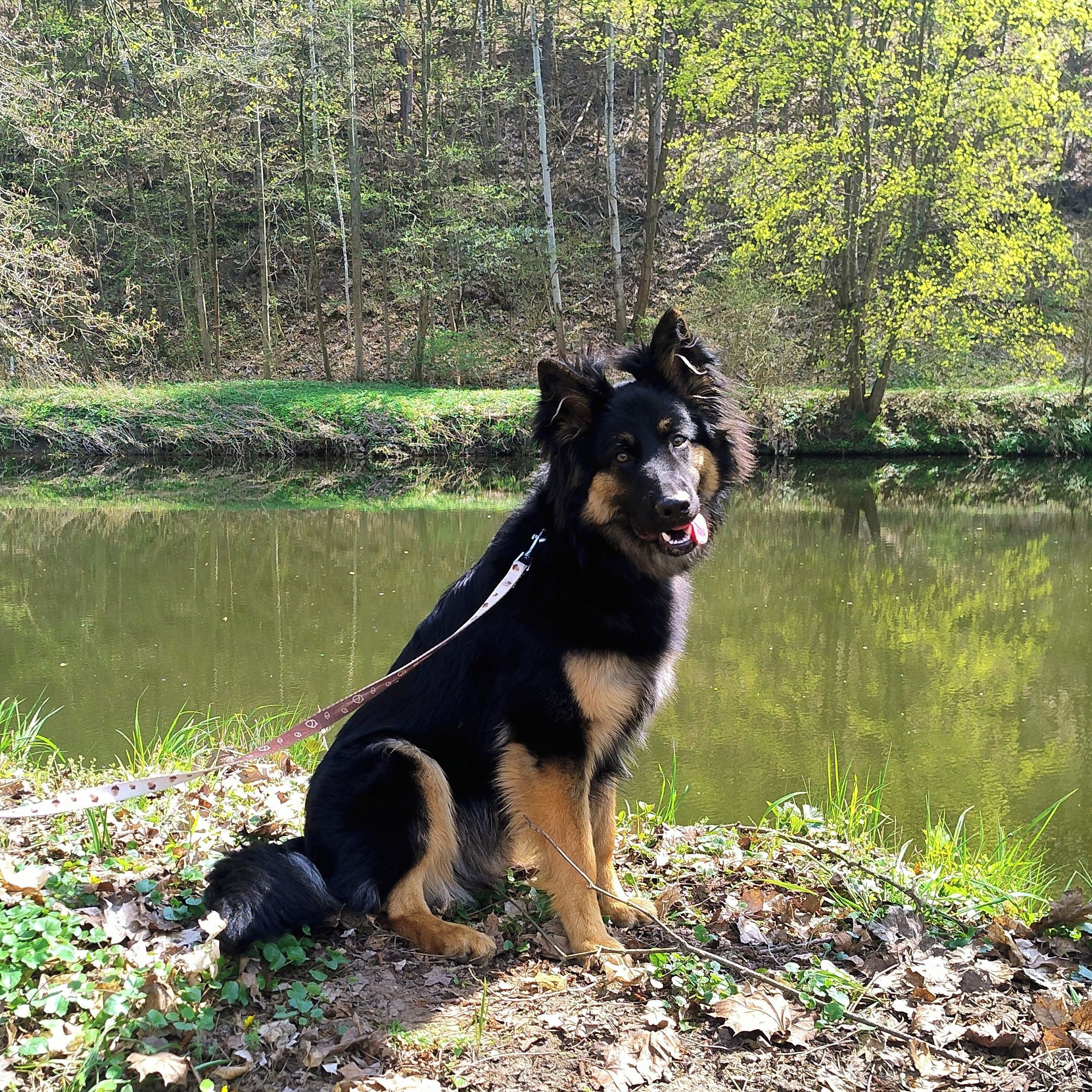 Soutěžní fotografie - Matalenefulusius - Matlíček,  Chodský pes
