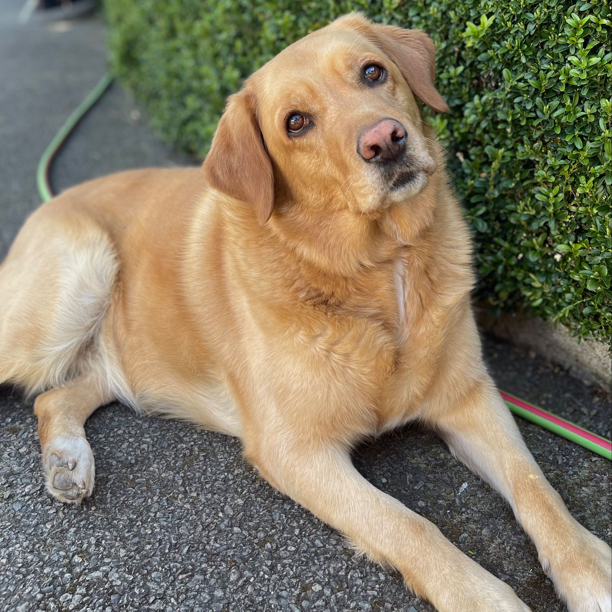 Soutěžní fotografie - Růženka,  Labradorský retriever