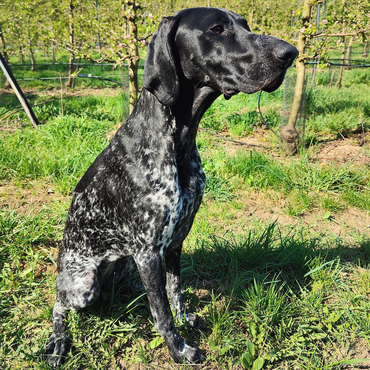 Soutěžní fotografie - Dorotka,  Německý ohař krátkosrstý