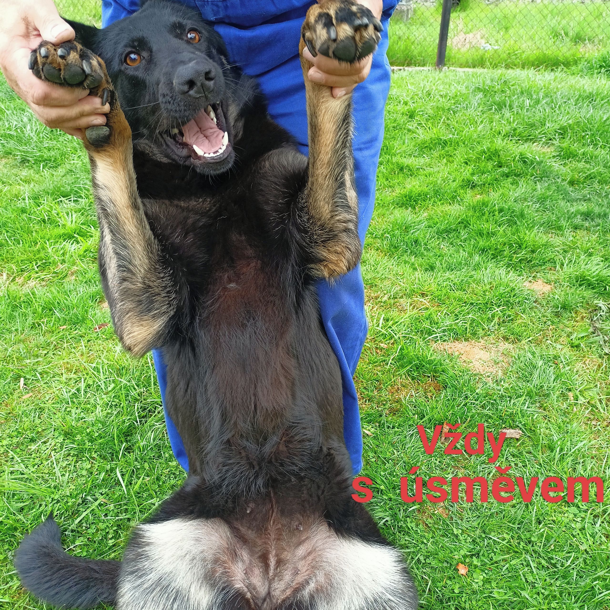 Soutěžní fotografie - Jessi,  Německý ovčák