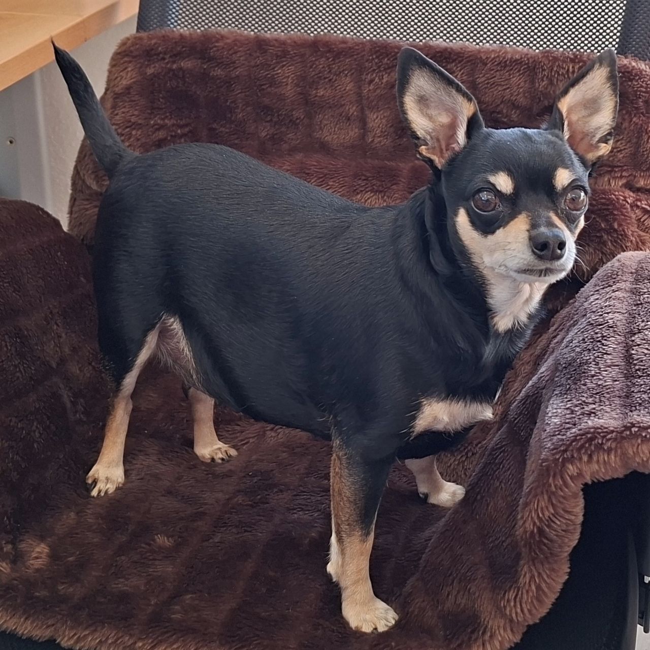 Soutěžní fotografie - Barunka,  Pražský krysařík