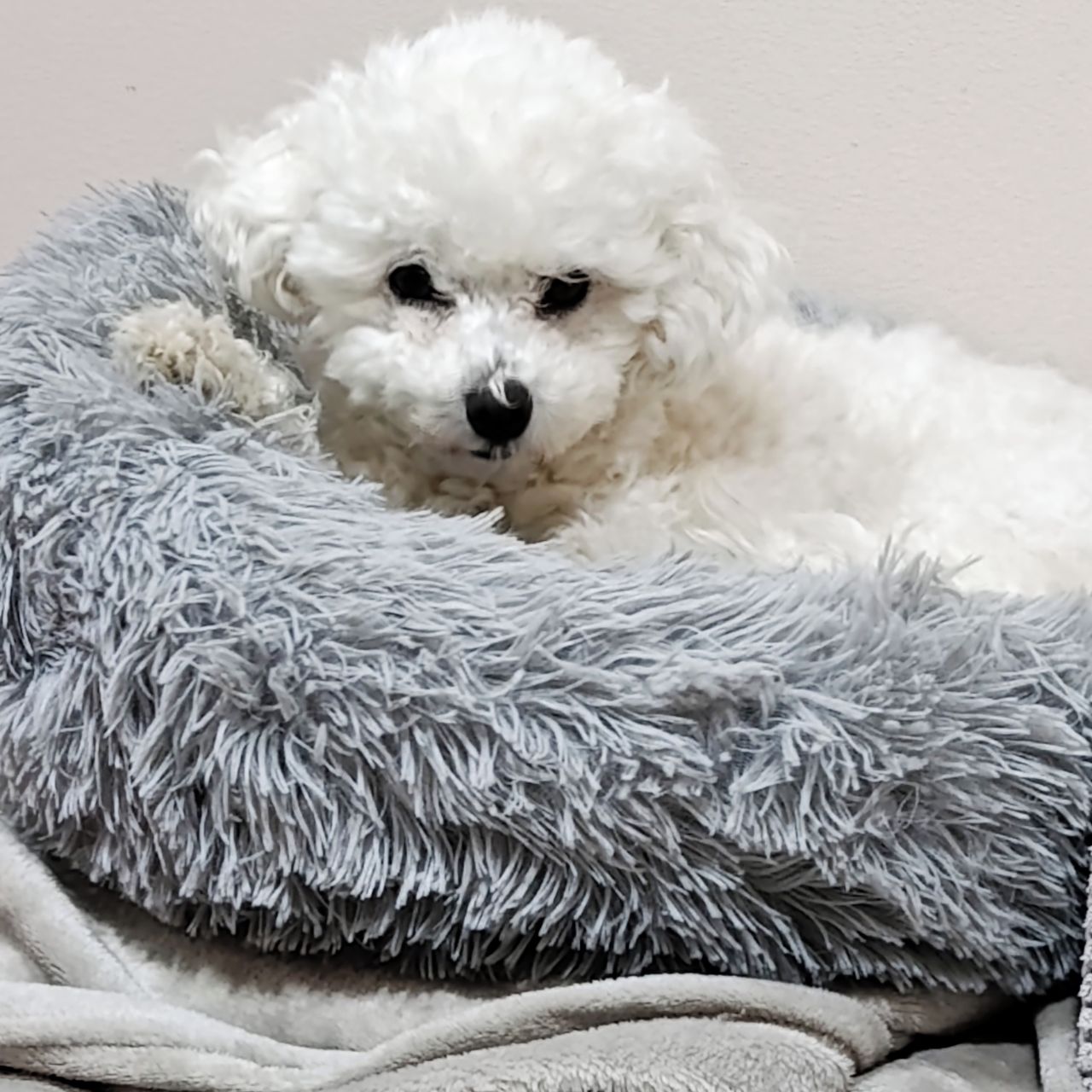 Soutěžní fotografie - Hana,  Bišonek