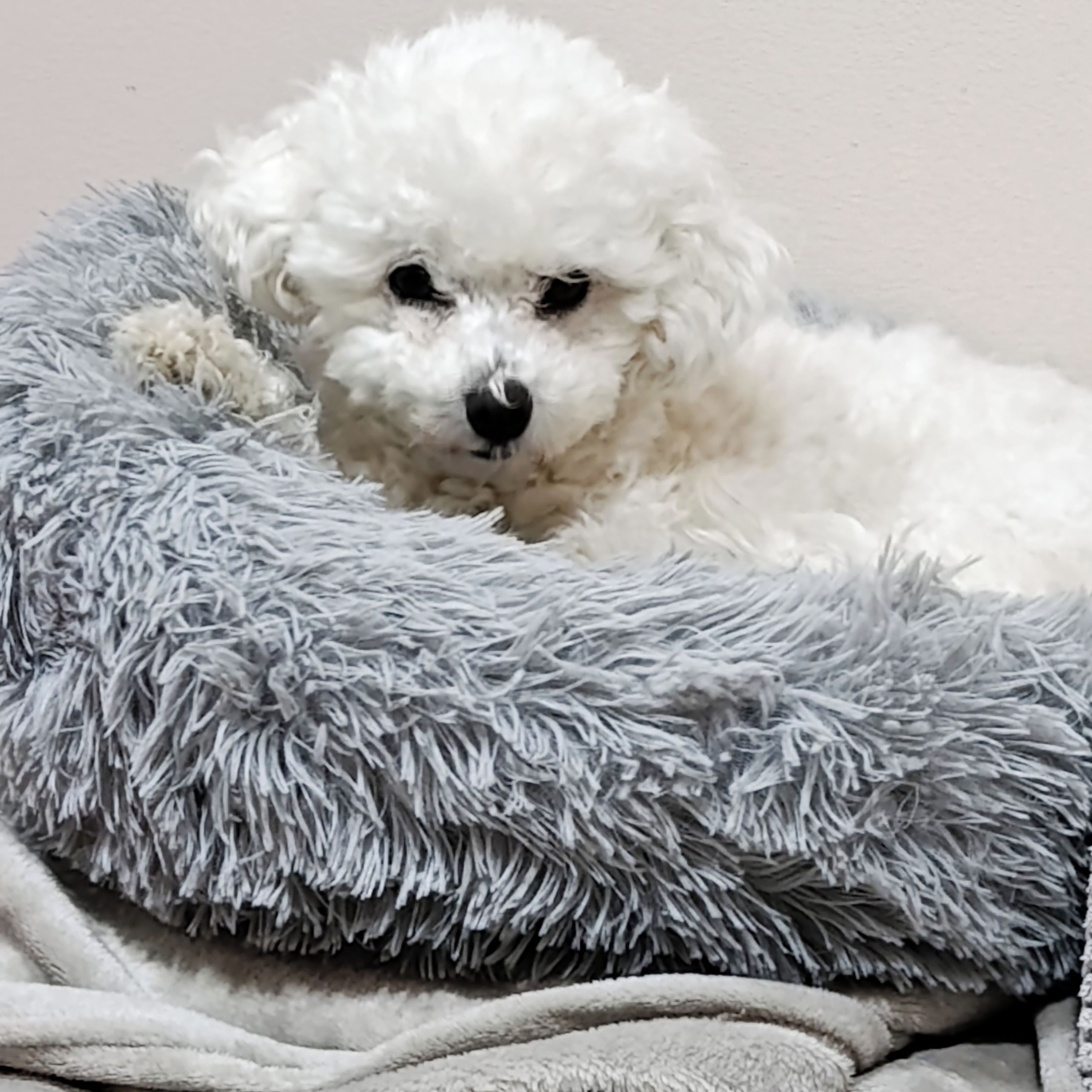 Soutěžní fotografie - Hana,  Bišonek