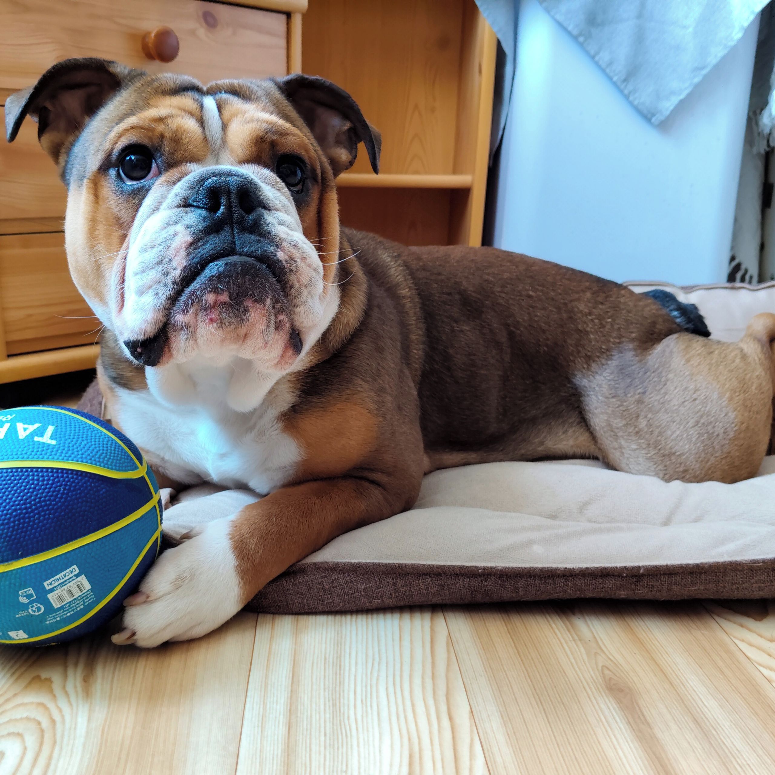 Soutěžní fotografie - Albert,  Anglický buldok