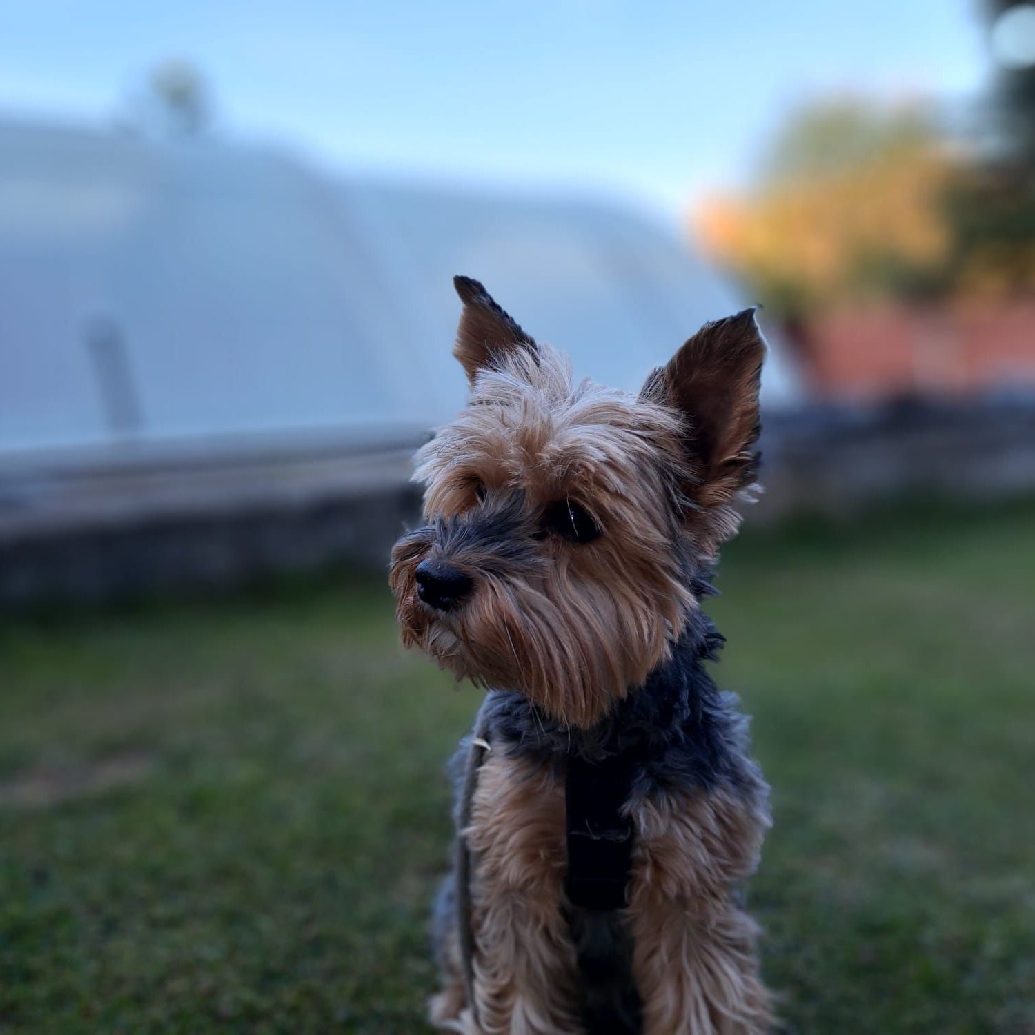 Soutěžní fotografie - Majda,  Yorkšírský terier