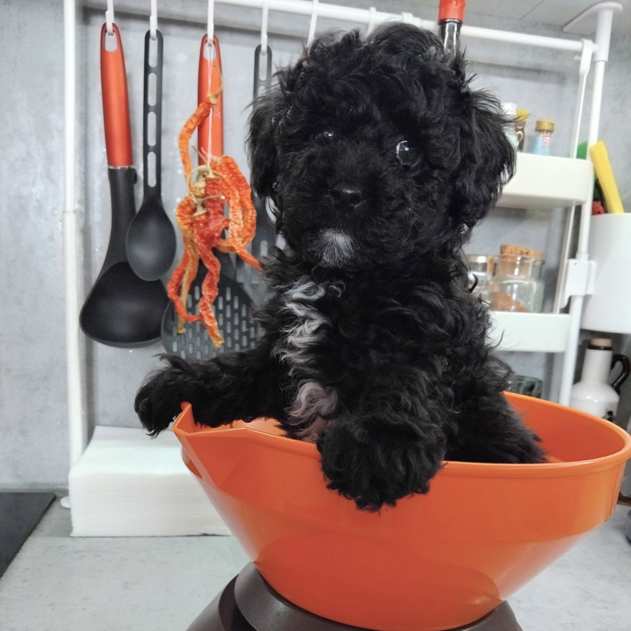 Soutěžní fotografie - Daneček,  Pudl