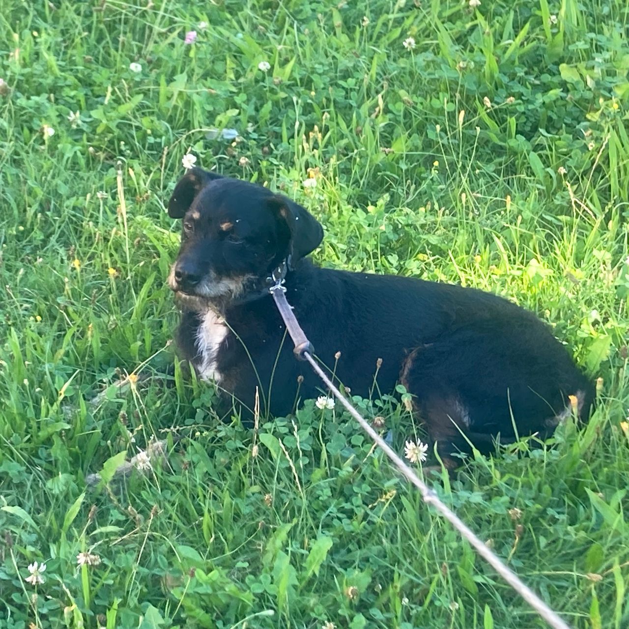 Soutěžní fotografie - Ben,  Ostatní